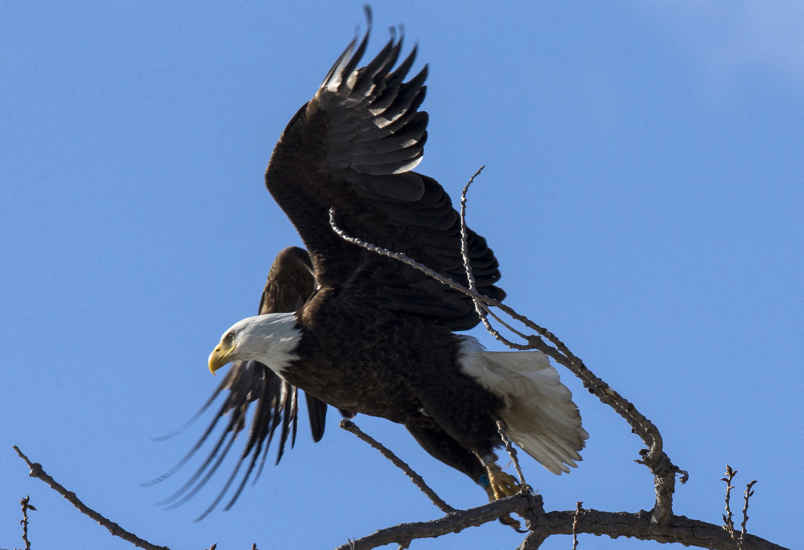 US Report: Bald Eagle Populations Soar in Lower 48 States, Chicago News