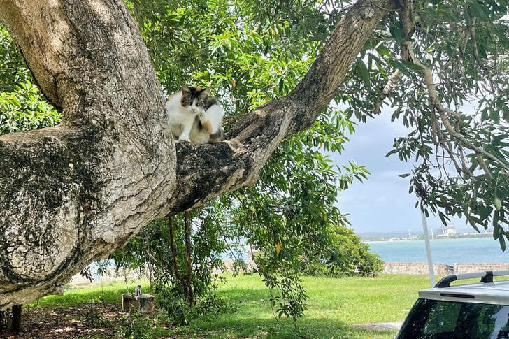 A cat perches on a tree at the San Juan National Historic Site in San Juan