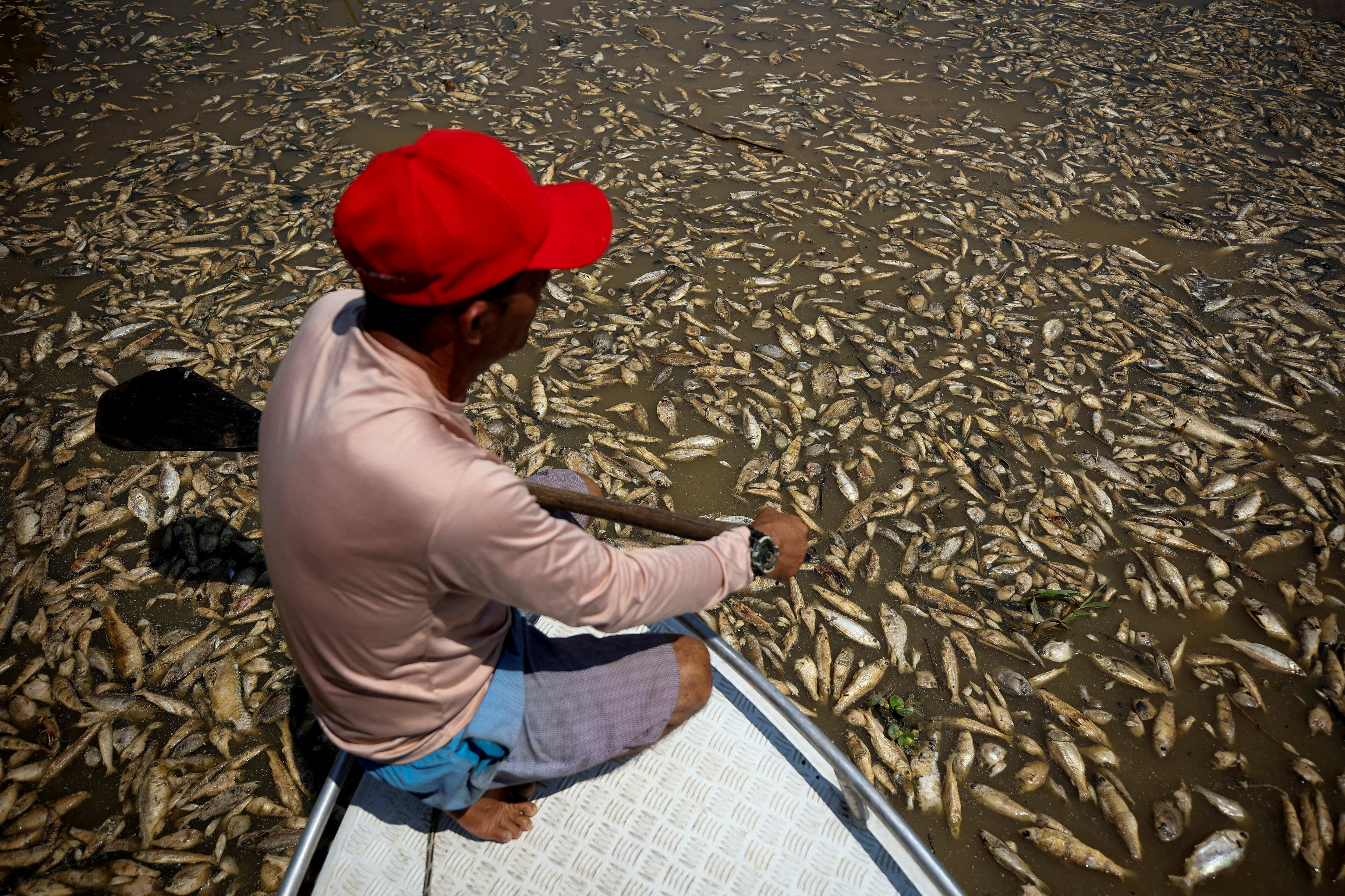 Boat pilot Paulo Monteiro da Cruz observes dead fish at Piranha lake, which has been affected by the drought of the Solimoes River, in Manacapuru