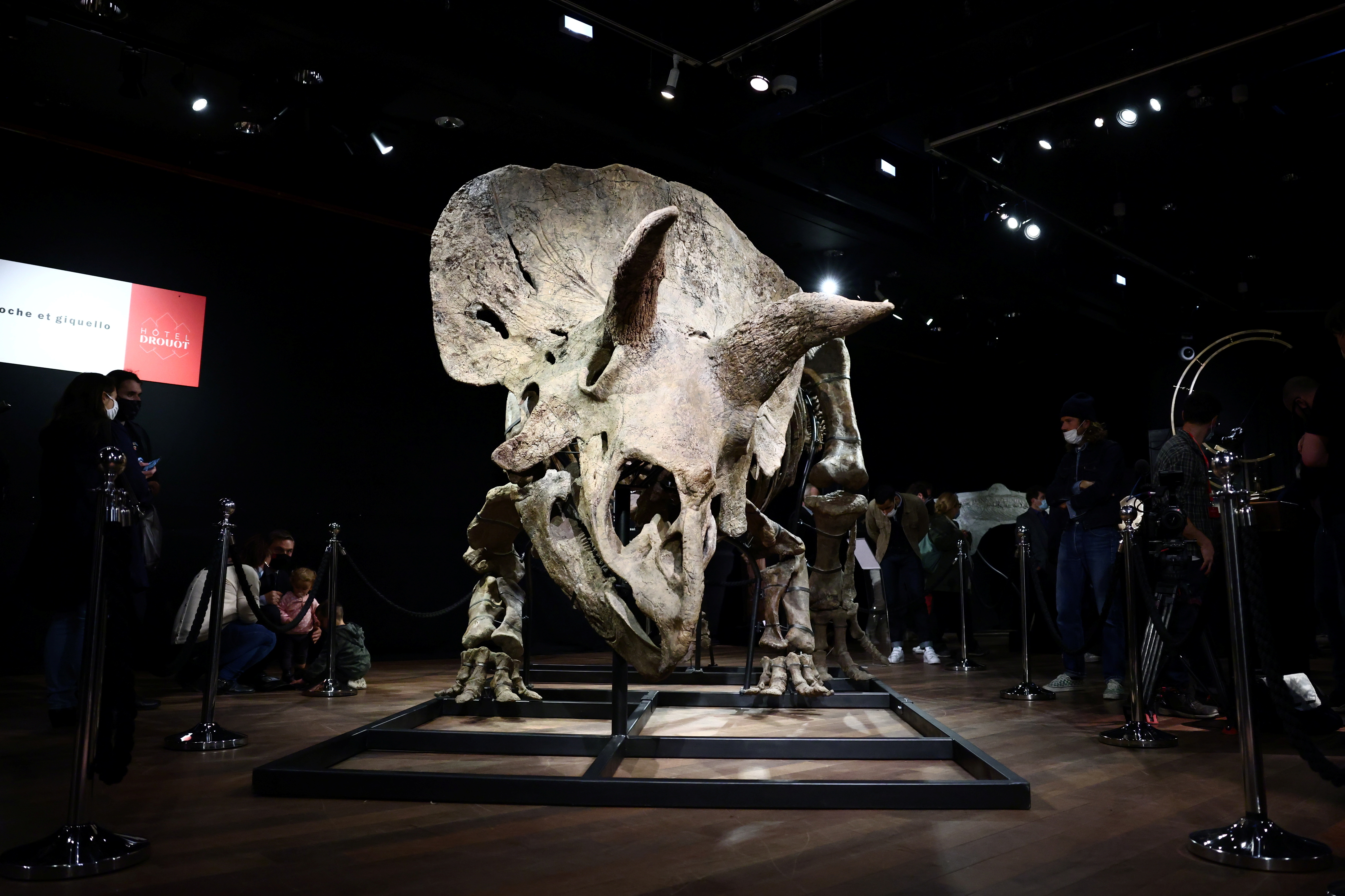 The skeleton of a gigantic Triceratops goes under the hammer at Paris auction house