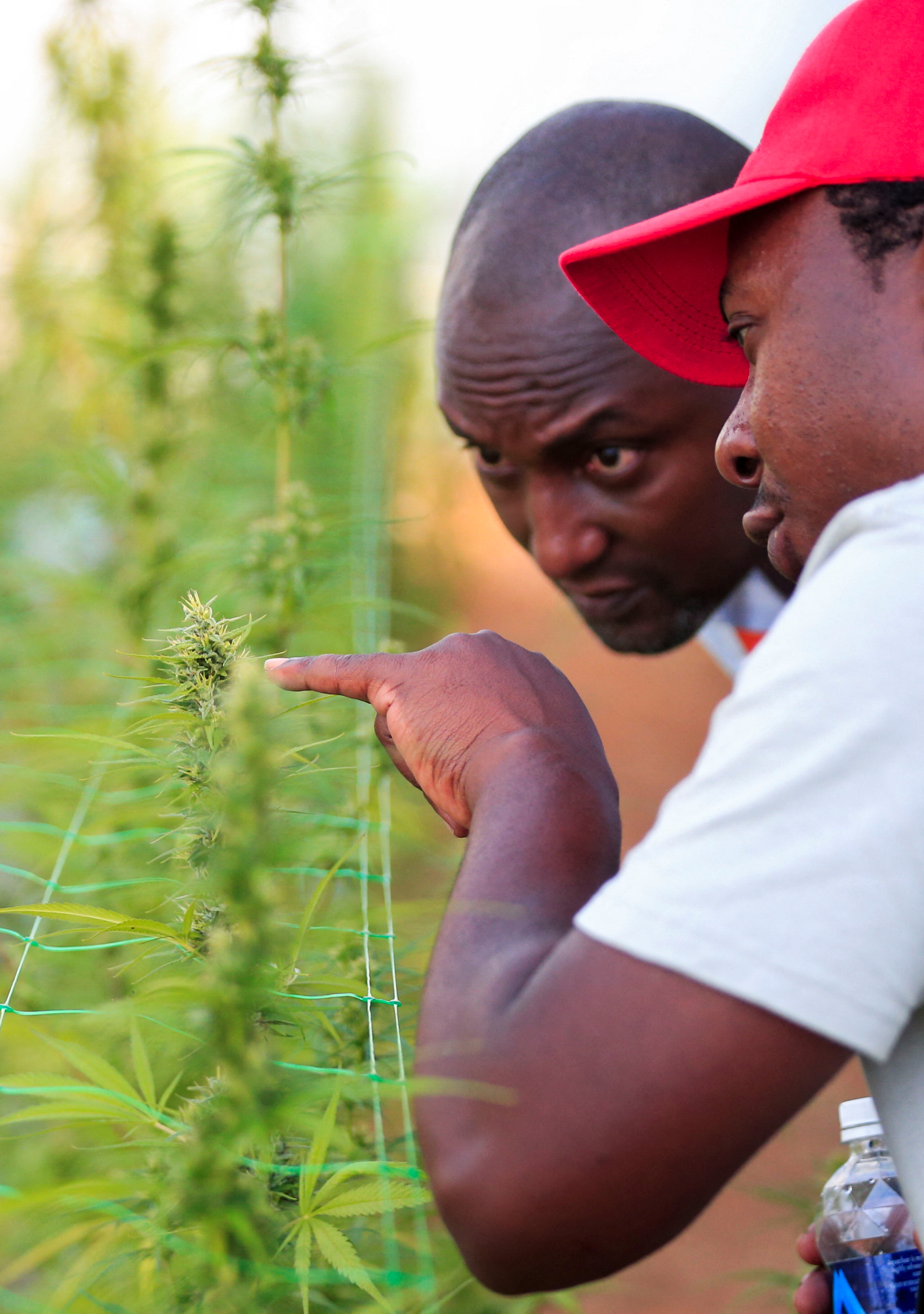 Les cultivateurs de cannabis du Zimbabwe placent de grands espoirs de succès contre toute attente