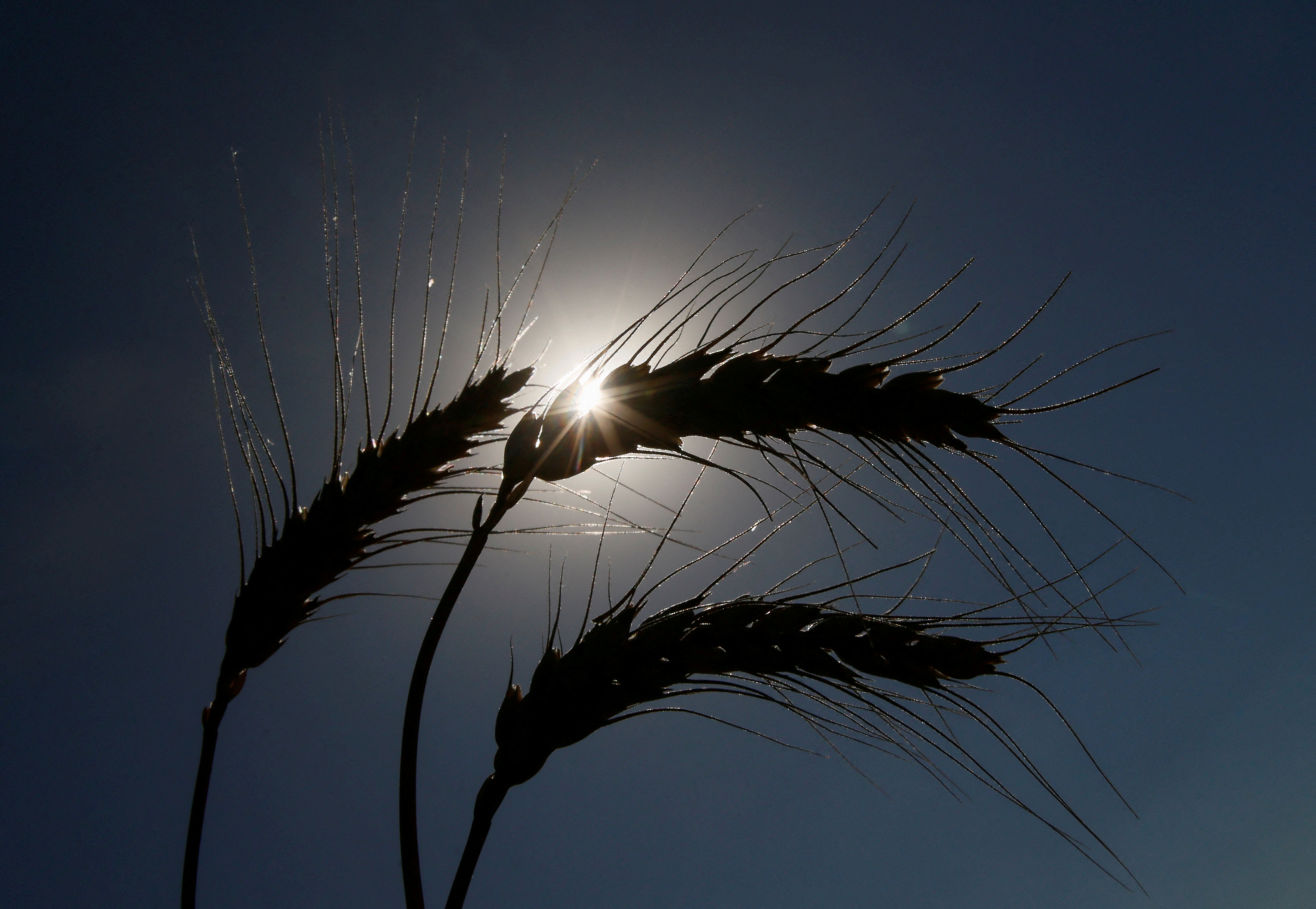 Ears of wheat are seen in field in Kiev region