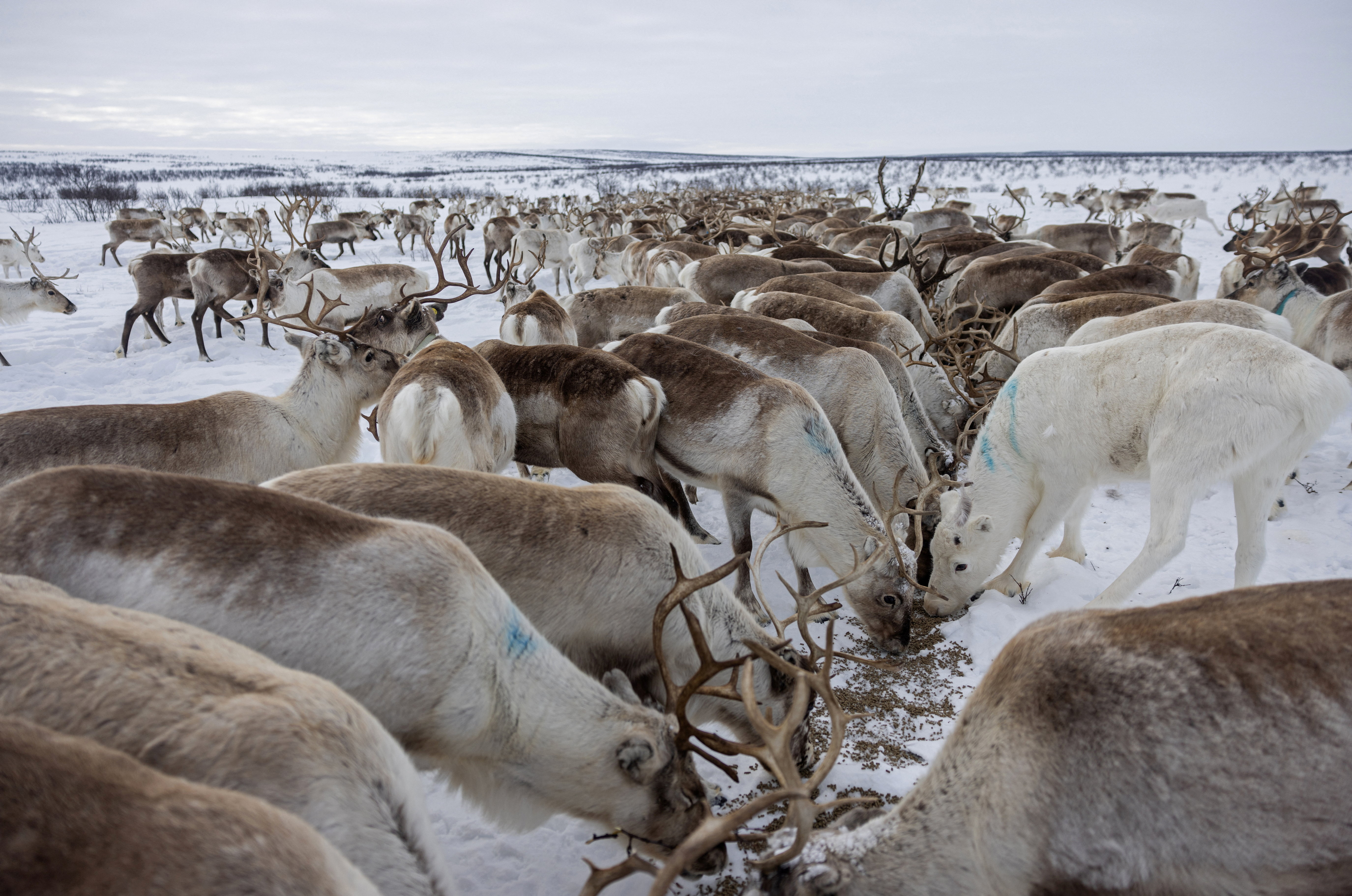 As climate changes, Sami herders need to feed reindeer as rain 