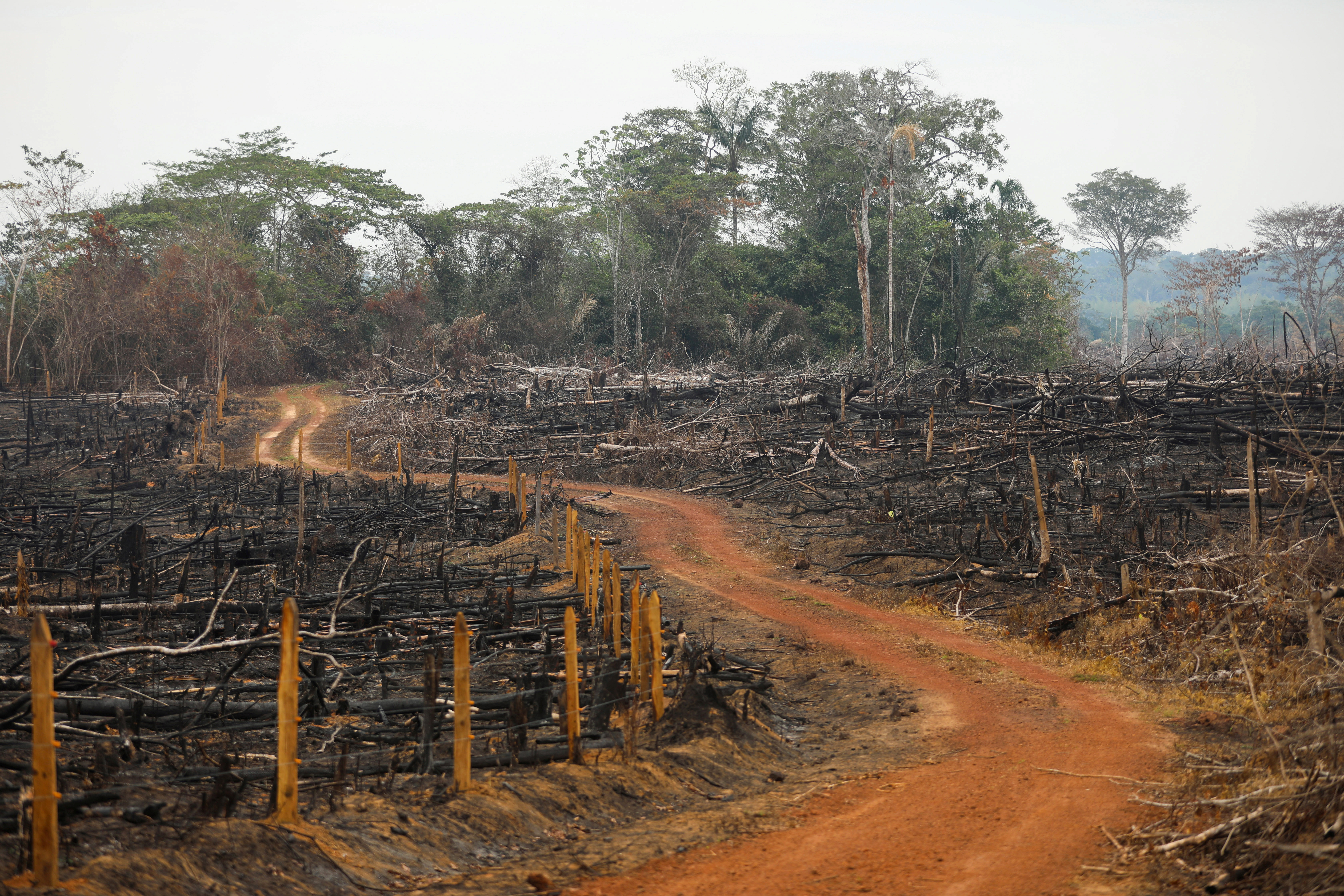 A view of an illegal road made during the deforestation of the Yari plains, in Caqueta