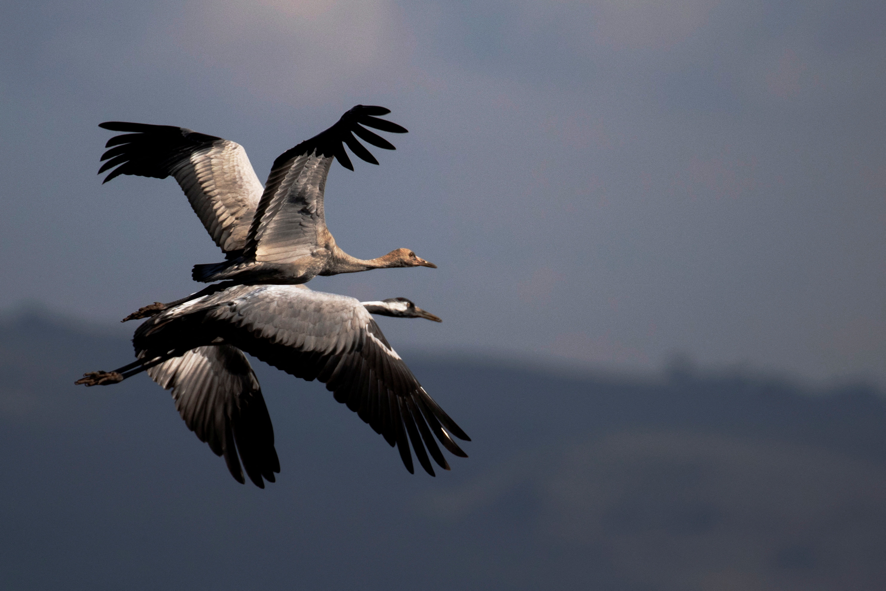 Cranes fly during the migration season at Hula Nature Reserve, in northern Israel