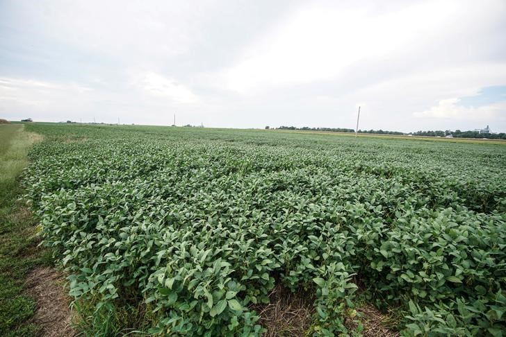 Acres of soybeans seen at Pioneer-DuPont Seed facility in Addieville