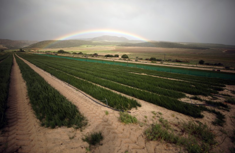 Unique regional status to South Africa's rooibos tea can turn fortunes for crop