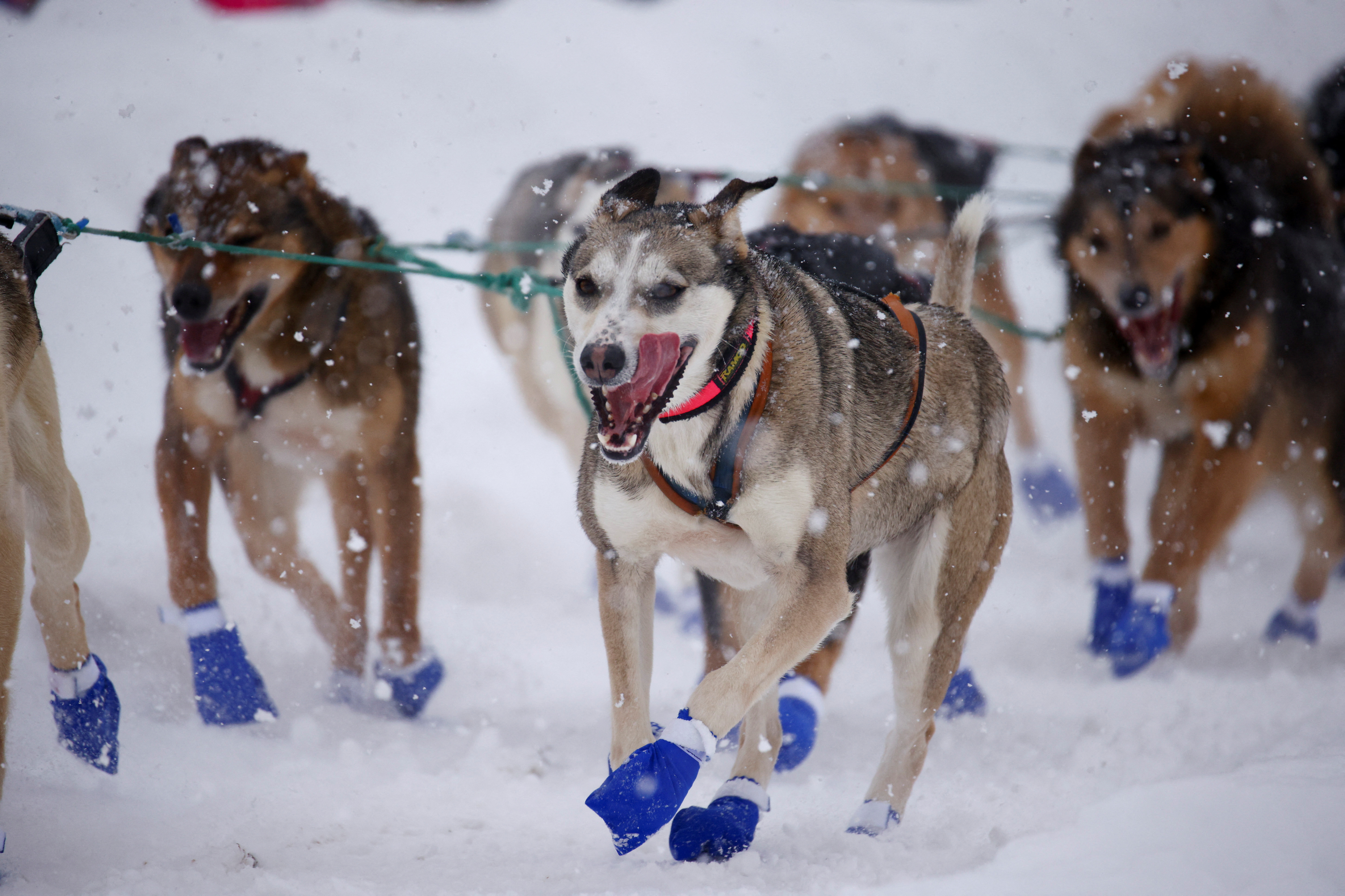 Ceremonial start of the 50th Iditarod Trail Sled Dog Race in Anchorage
