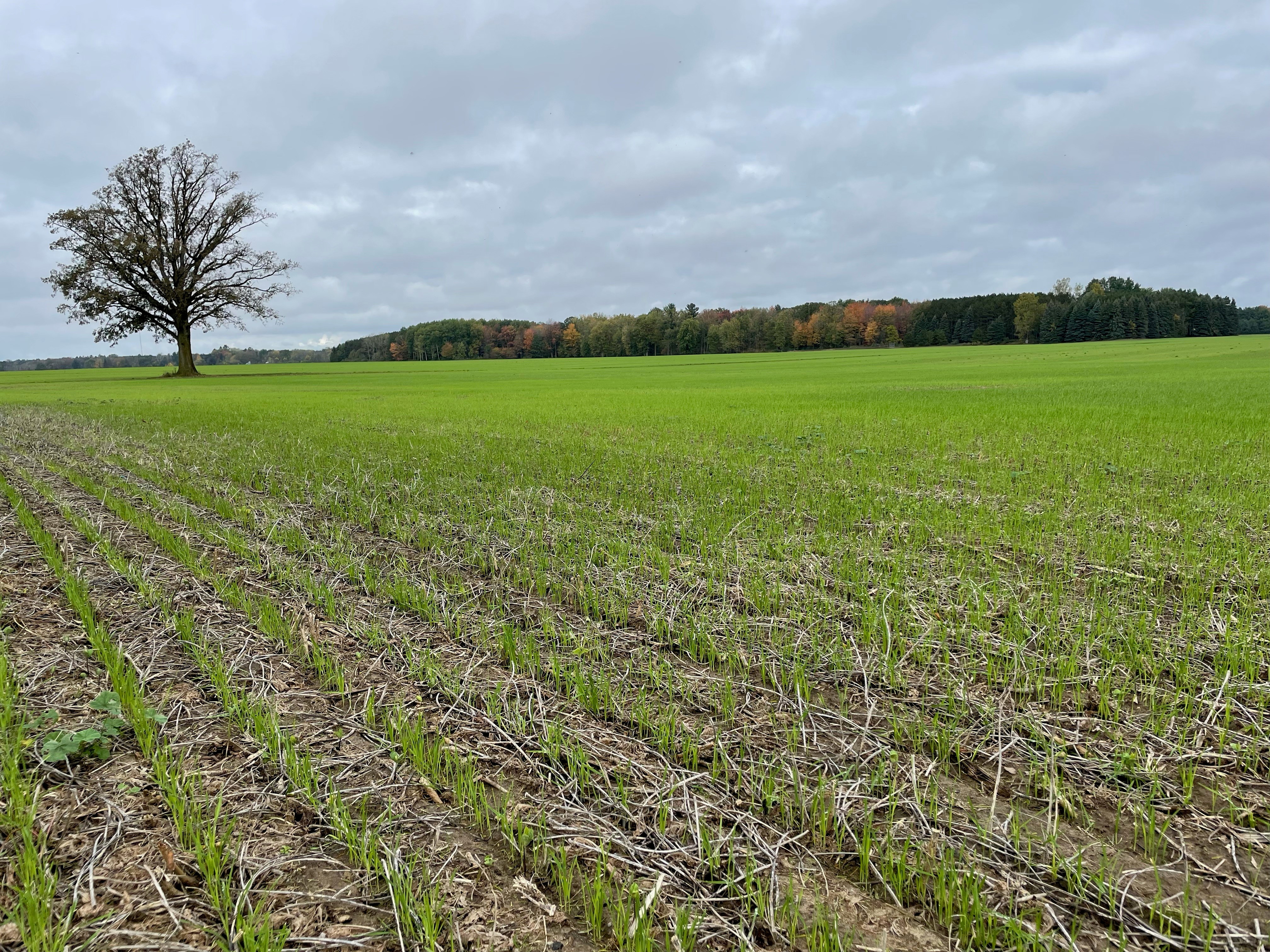 A cover crop of winter red wheat is seen at Peter Maxwell Farms in Beaverton, Michigan, U.S., in this undated handout picture. Bayer AG/Handout via REUTERS 