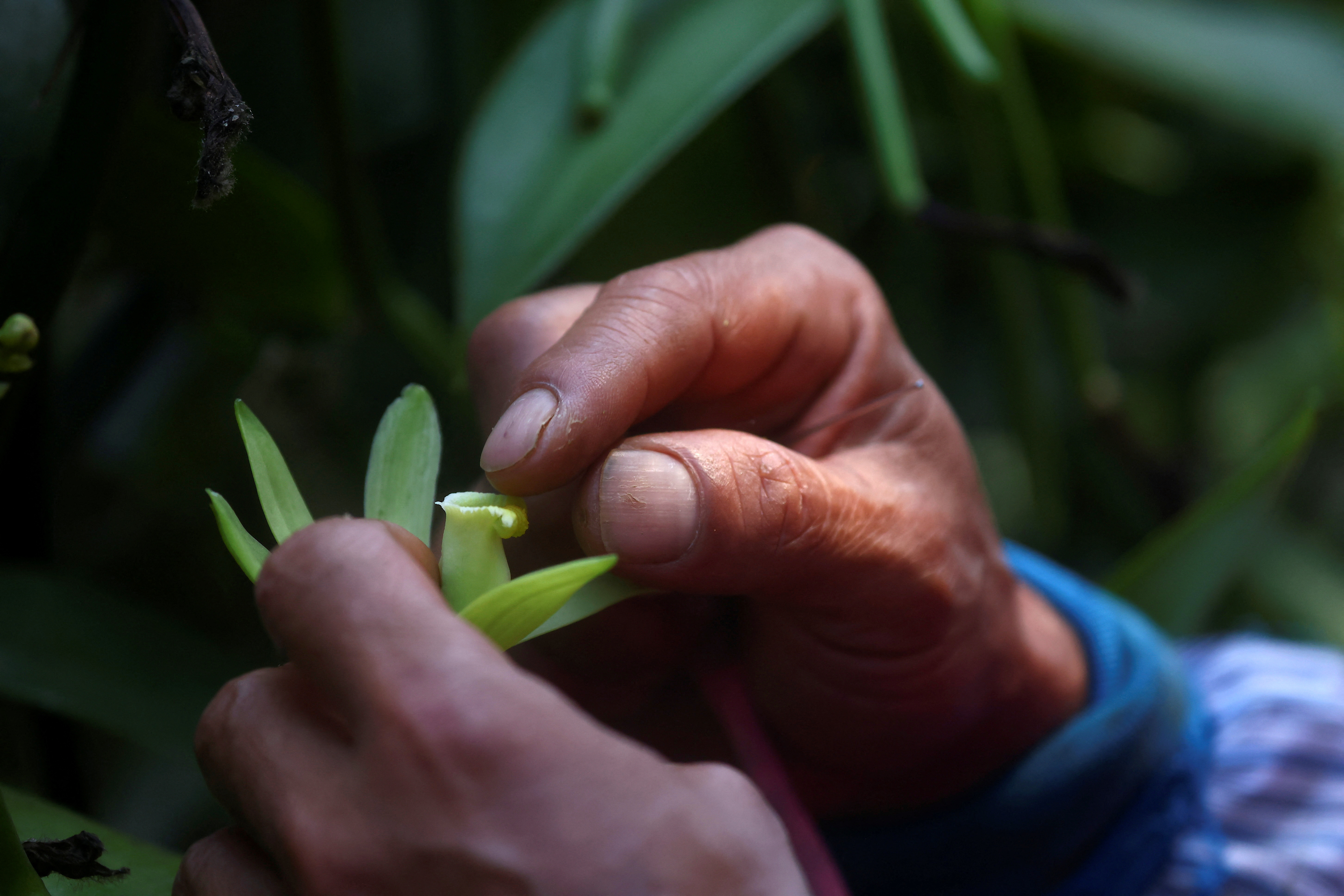 Taiwan's vanilla farmer Tseng Tien-fu works on a renewable development plan to resolve the country's energy needs