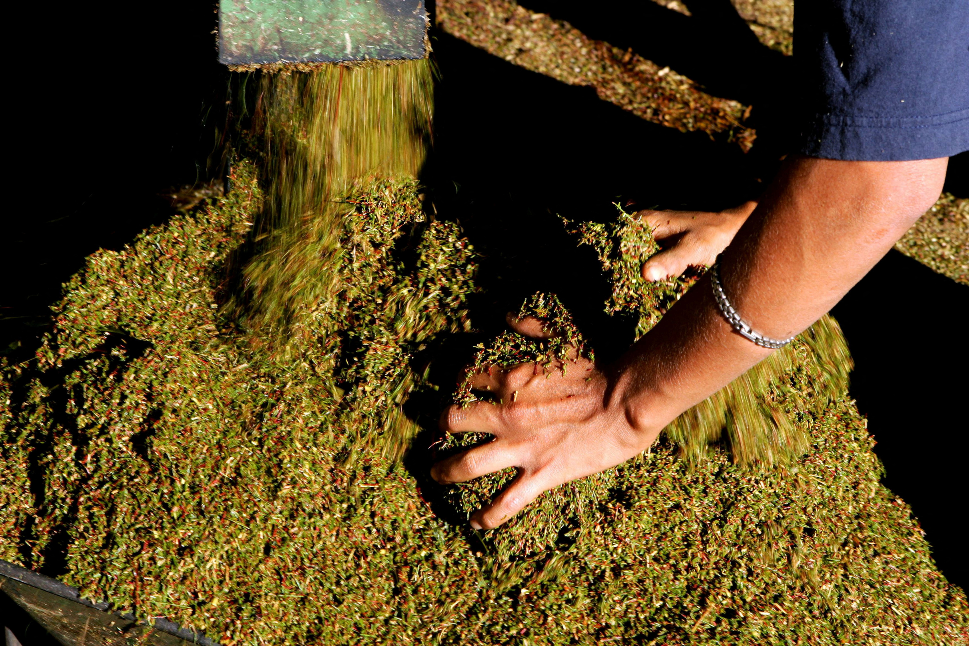 A farmworker mixes piles of raw Rooibos tea as it emerges from a thresher at..