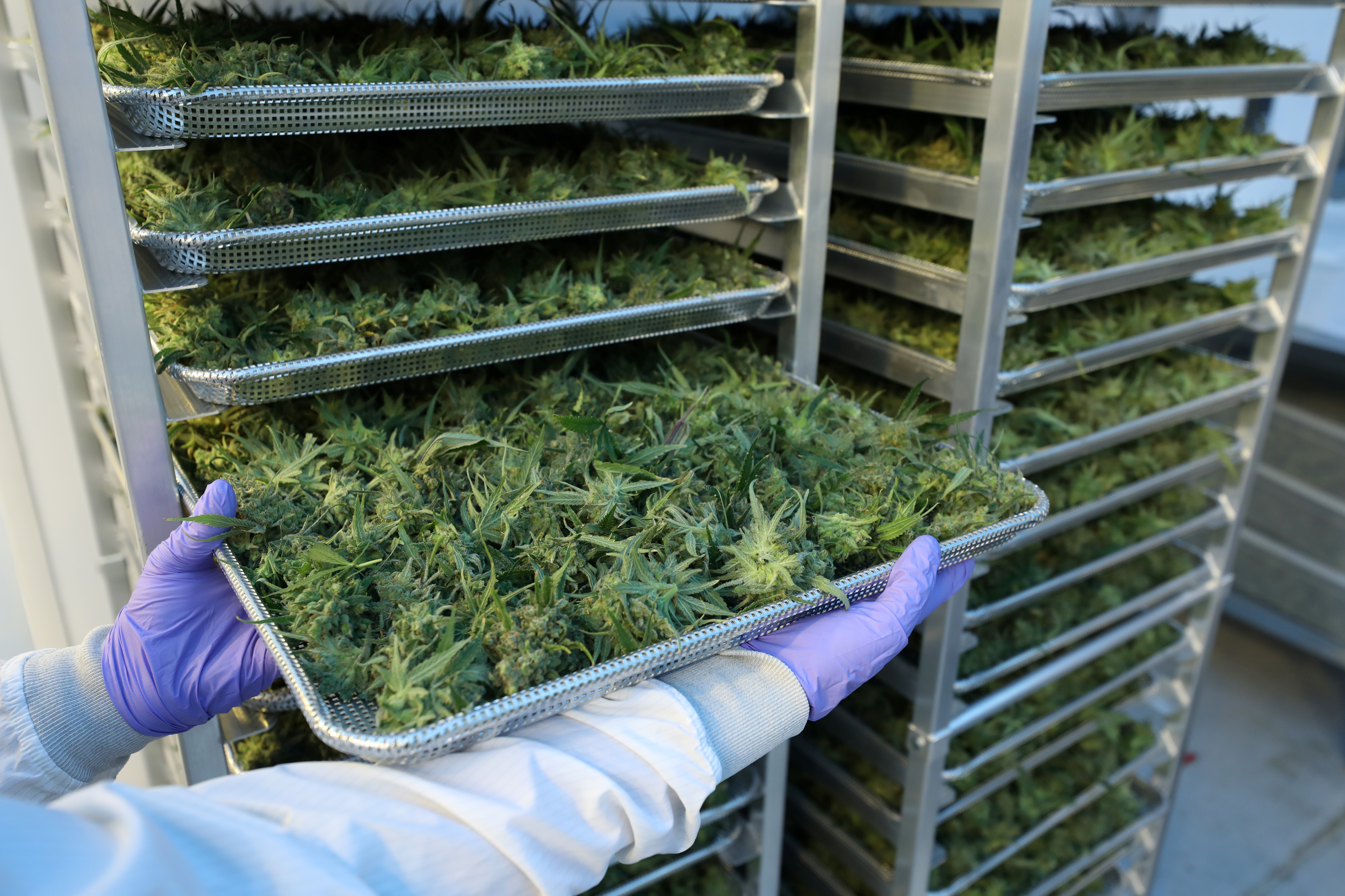 FILE PHOTO - An employee displays cannabis buds at Hexo Corp's facilities in Gatineau