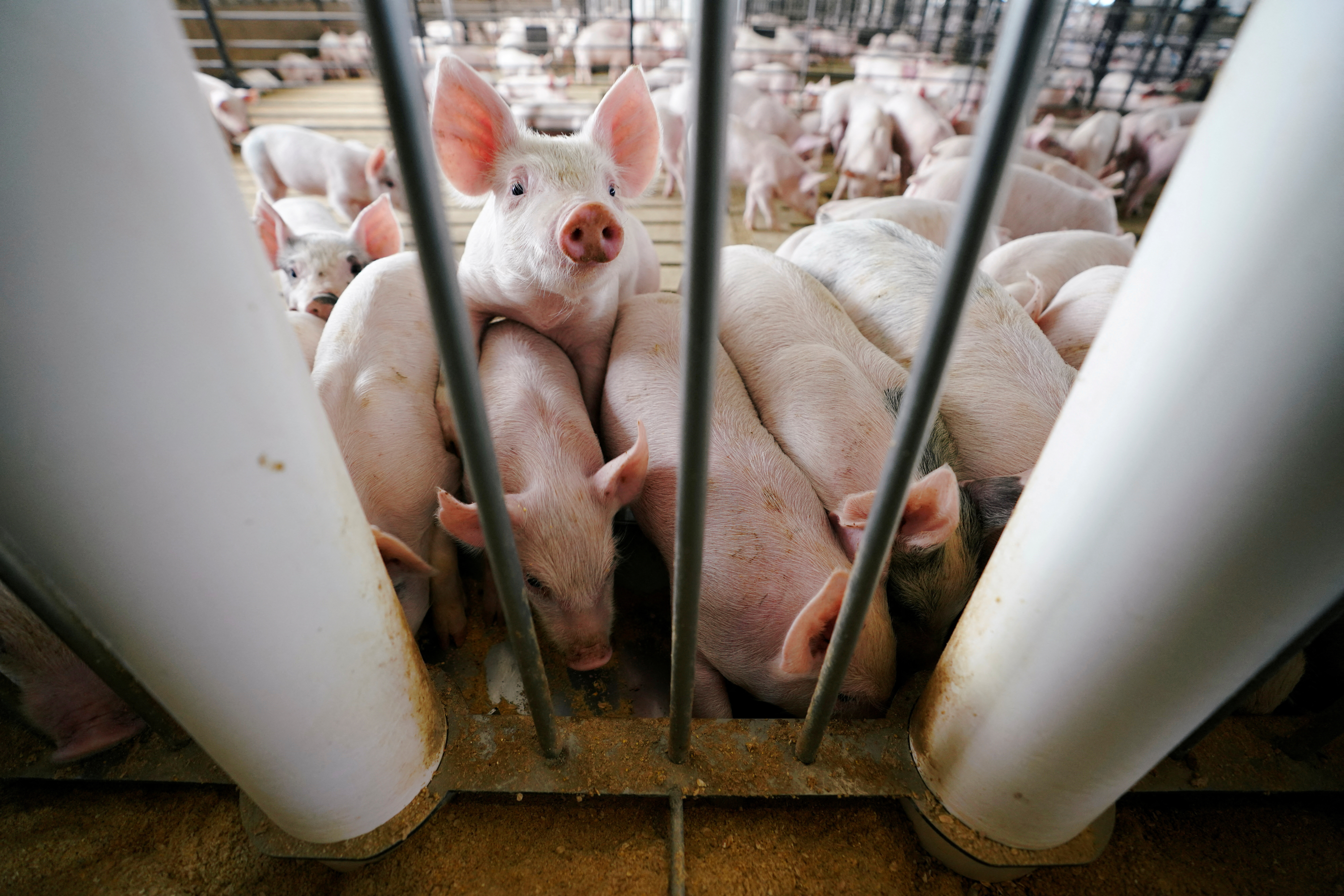 Young pigs feed in a pen during a hog farm tour in Ryan