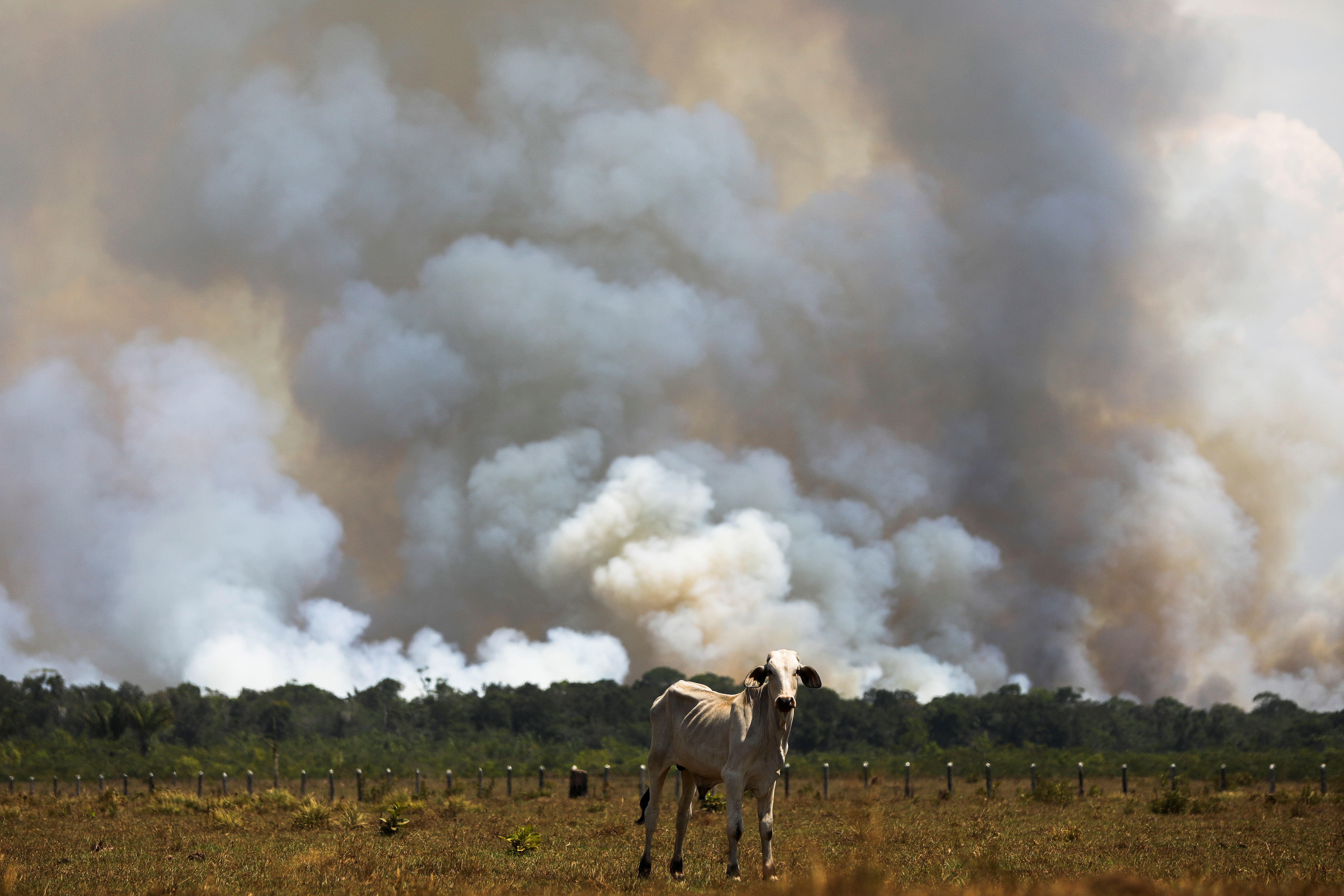 Brazil releases data on Amazon rainforest destruction for August