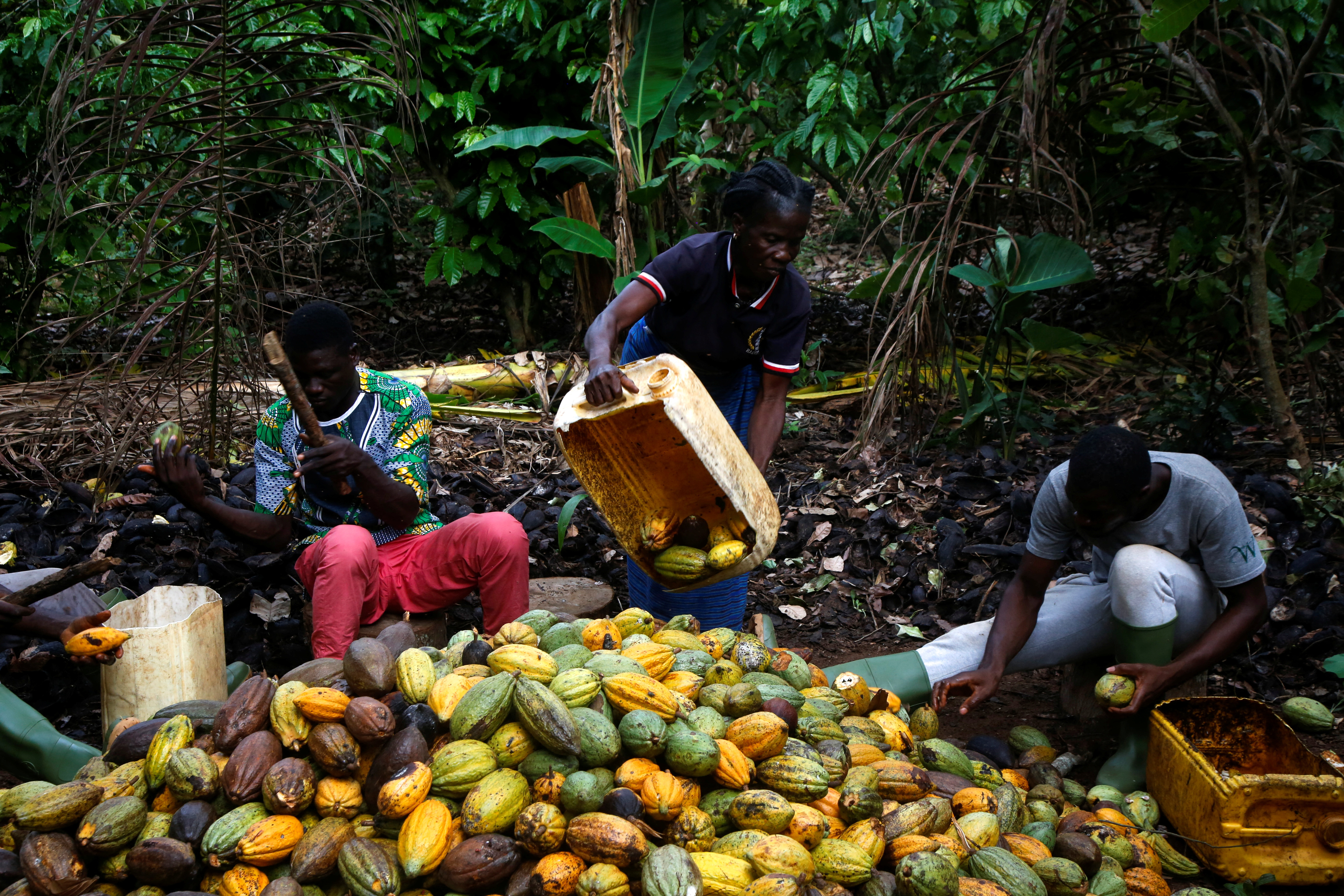Farmers work at a cocoa farm in Sinfra