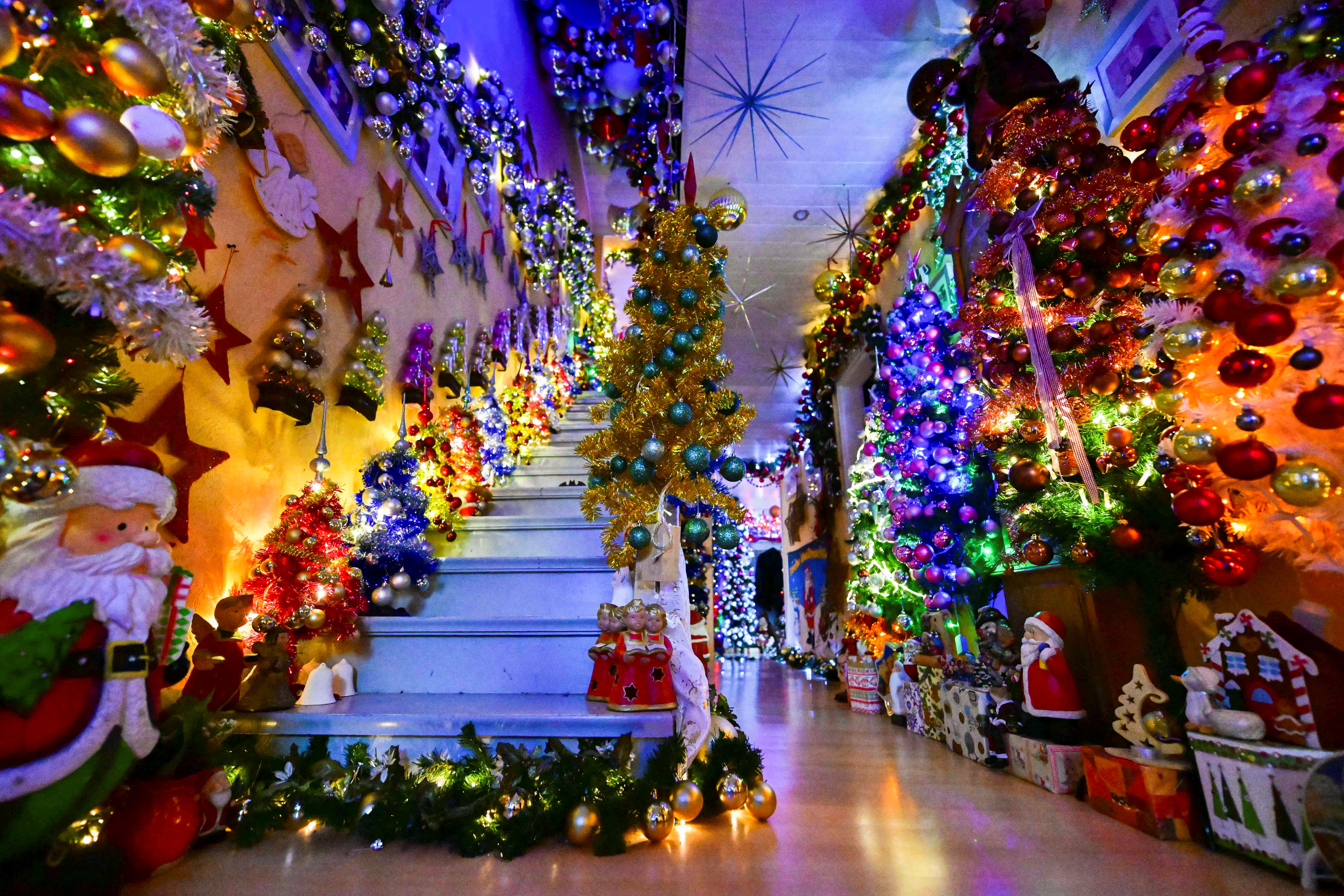 Record-breaking 555 Christmas trees bring Yuletide cheer