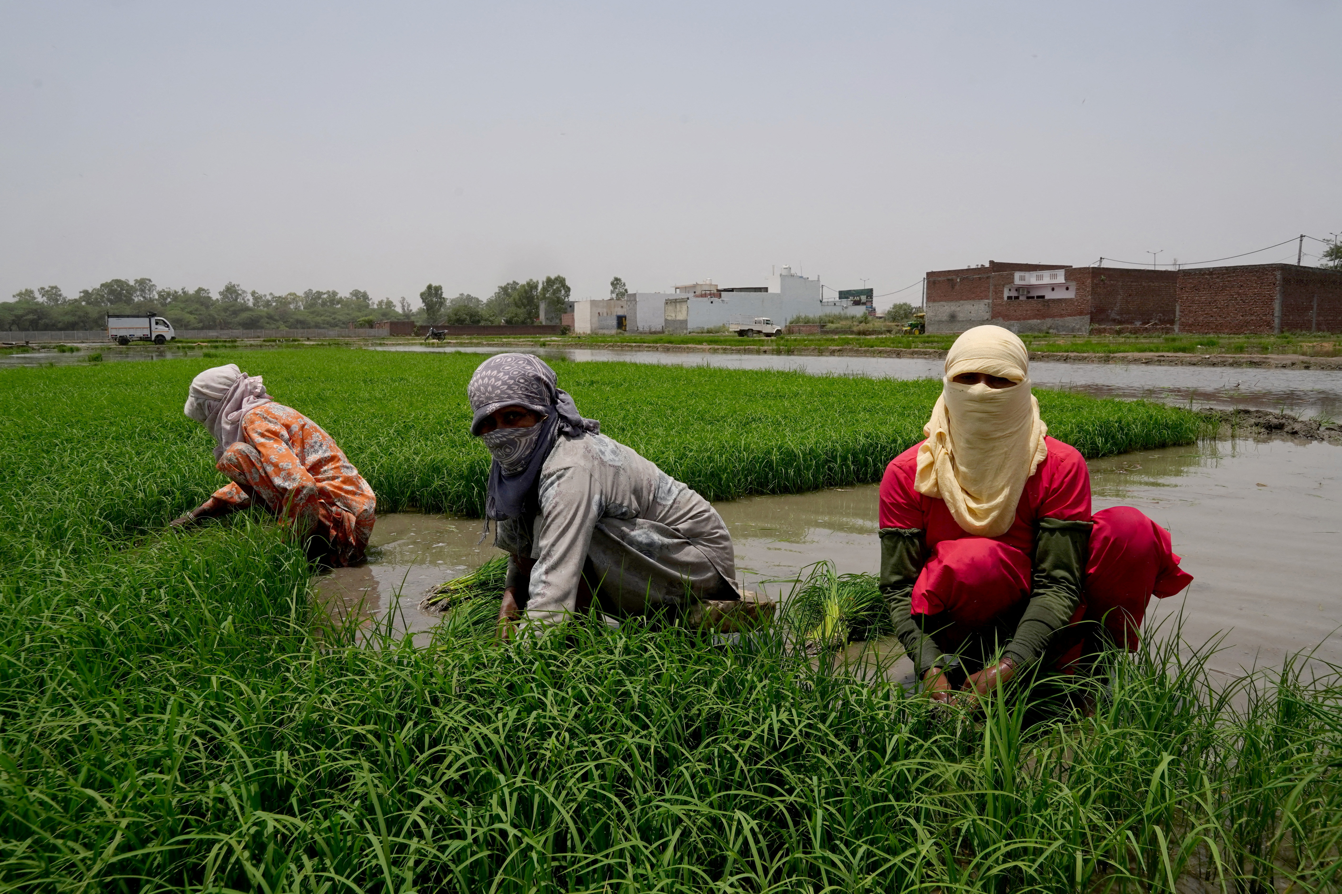 Farm labourers work on a paddy field in Karnal, India
