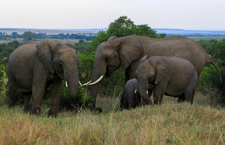 Elephants graze within the Maasai Mara game reserve in Narok county