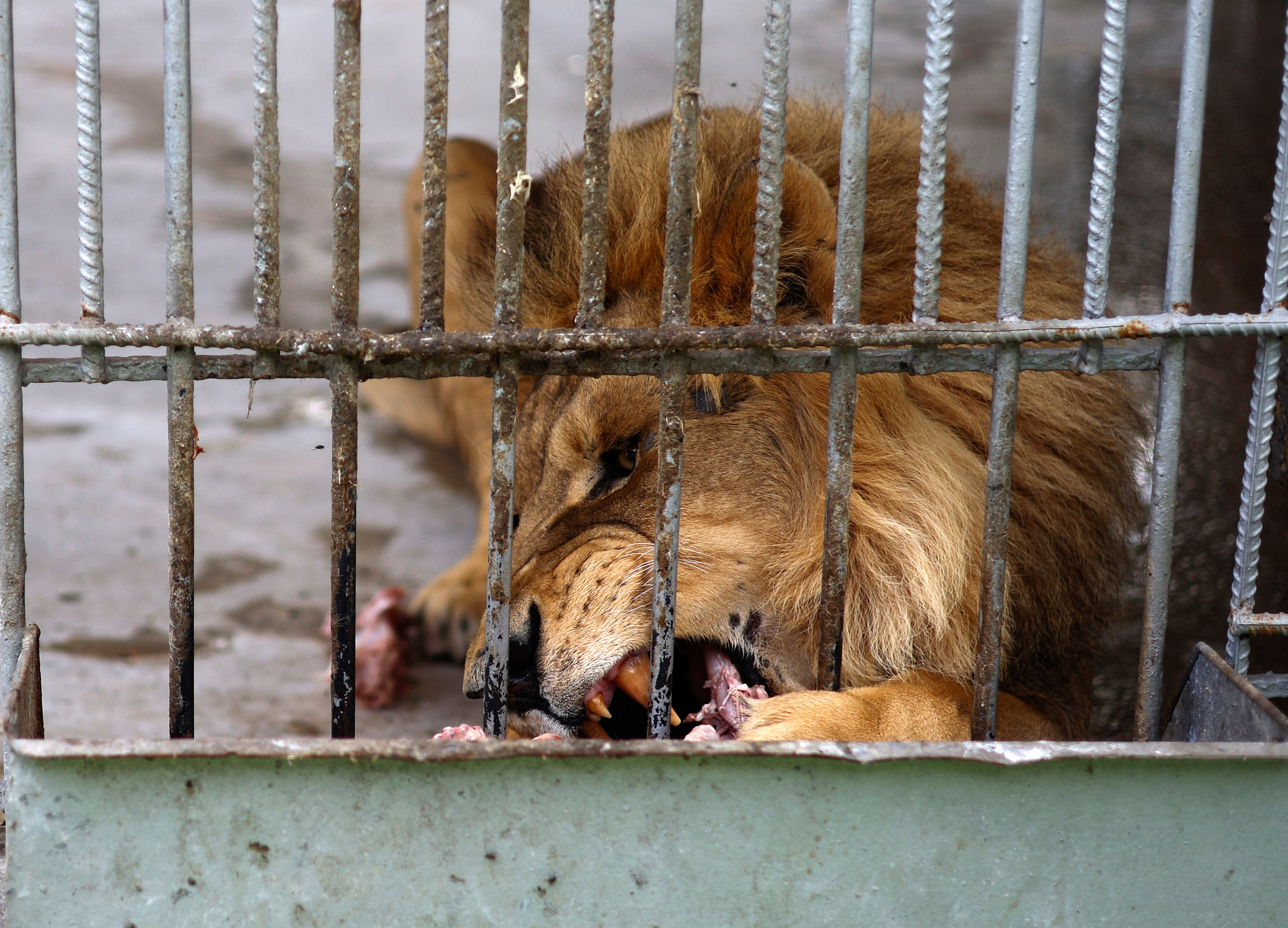 Short of wild animals, NAMA Zoo in Gaza fights to survive