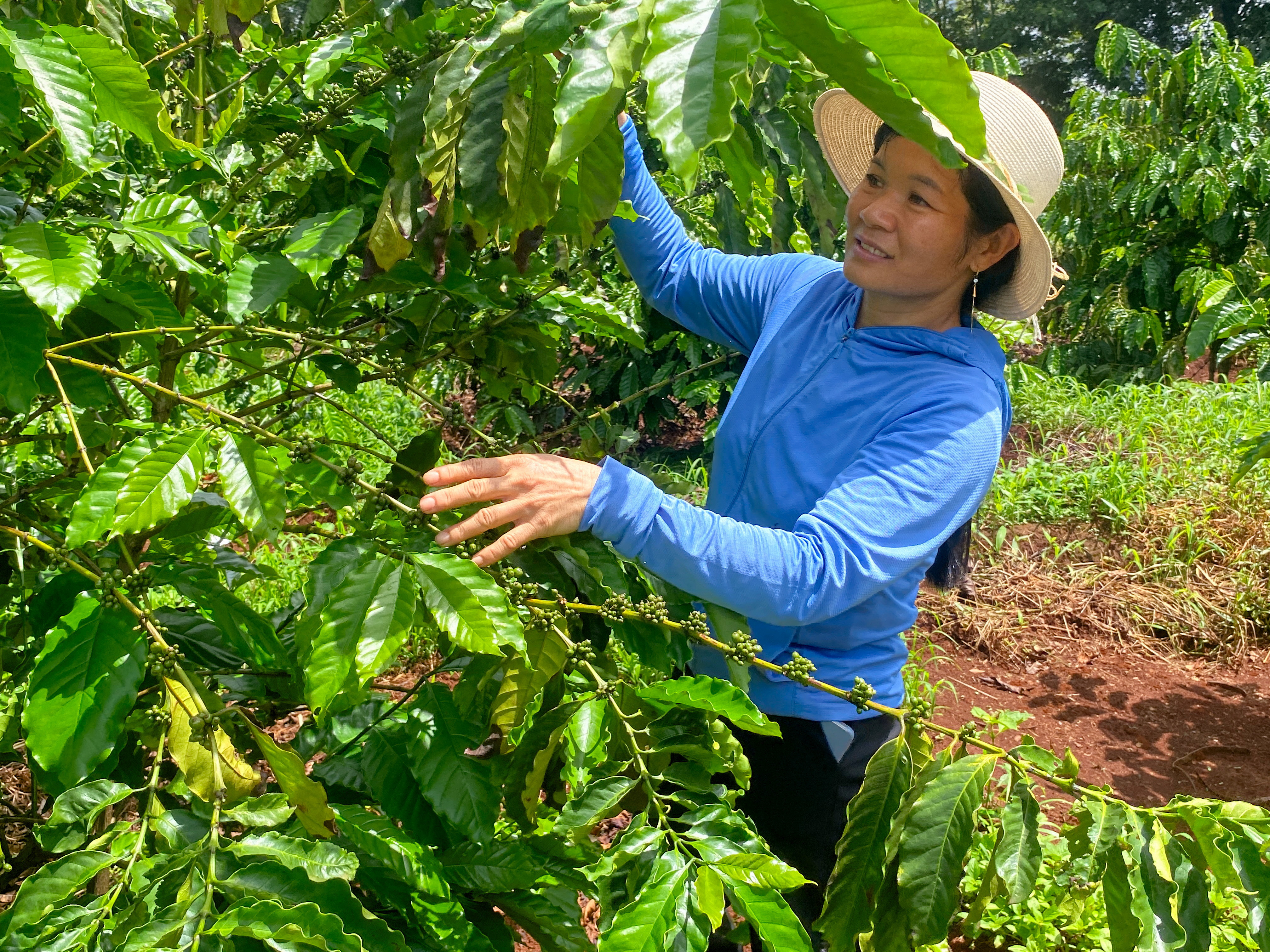 Tran Thi Huong looks at coffee cherries at her farm in Pleiku