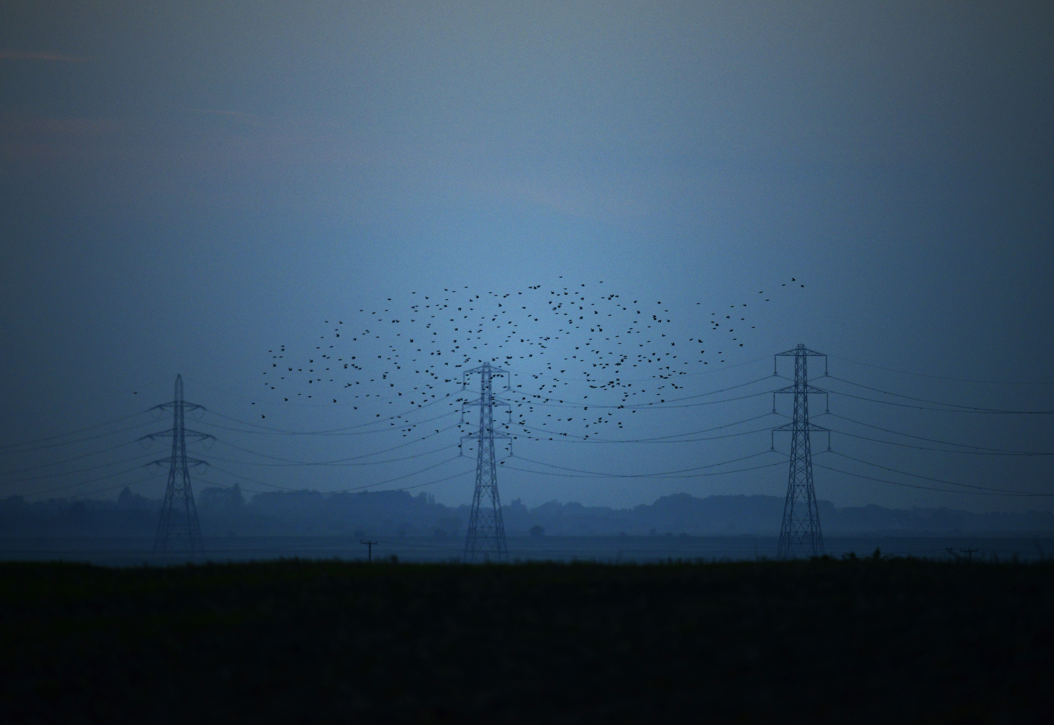 Migrating starlings fly at dusk past electricity pylons silhouetted by the sunset of a clear autumn evening in the Kent countryside,  in Graveney, Britain
