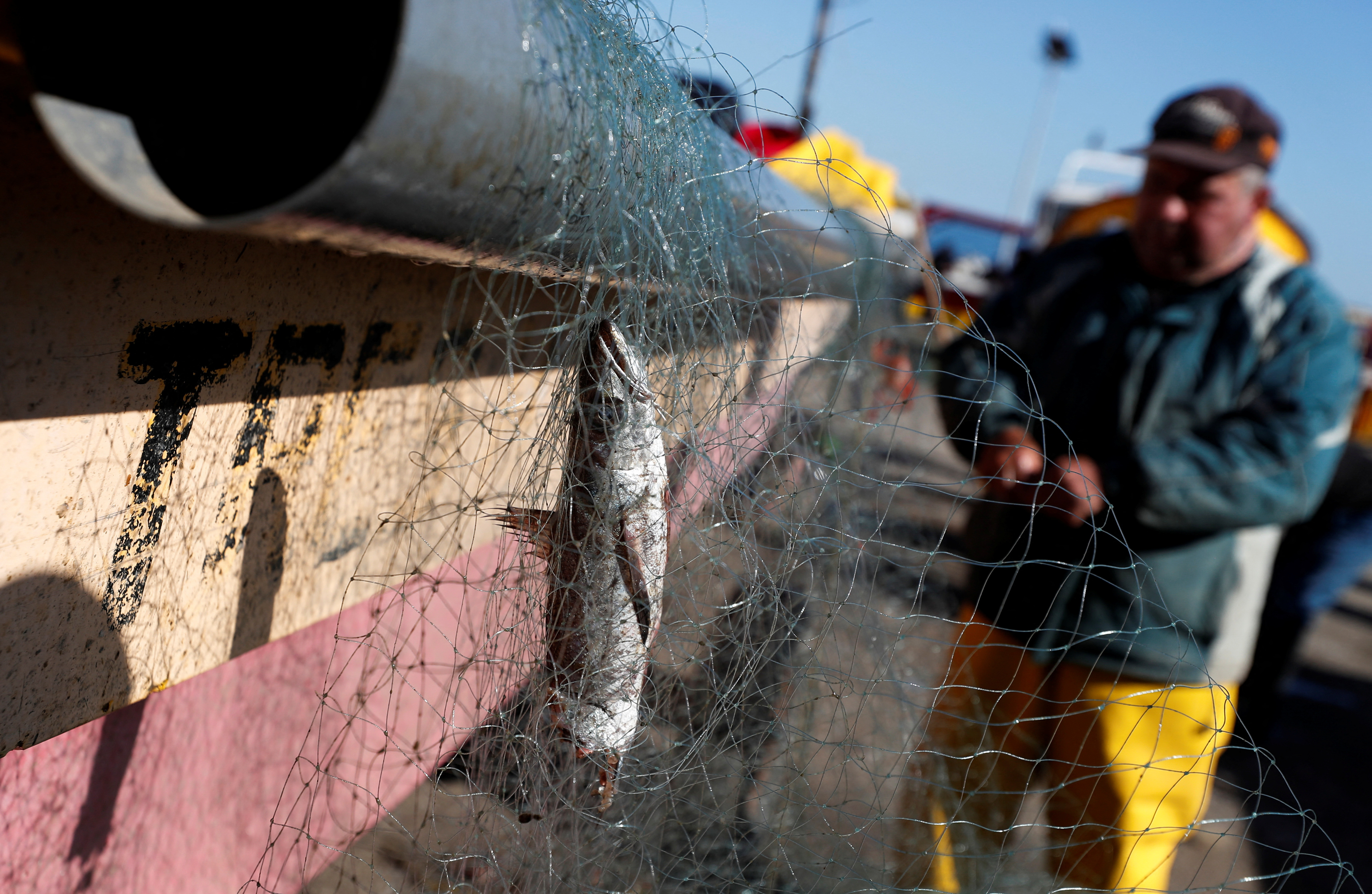 A fish chewed by sea lions is seen in a fishing net at a fishermen's cove in Valparaiso