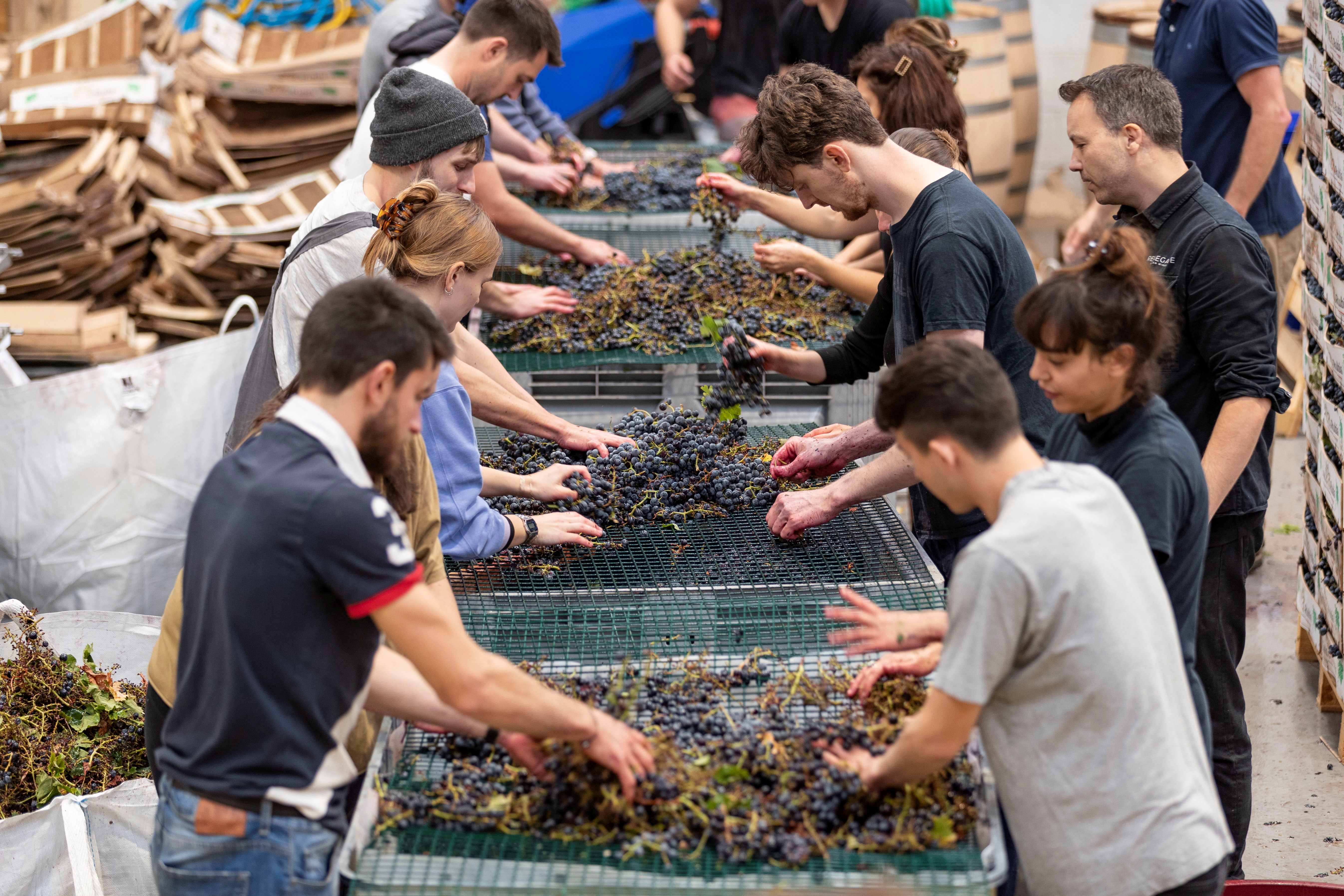 Volunteers help Warwick Smith process grapes at the Renegade Urban Winery in London