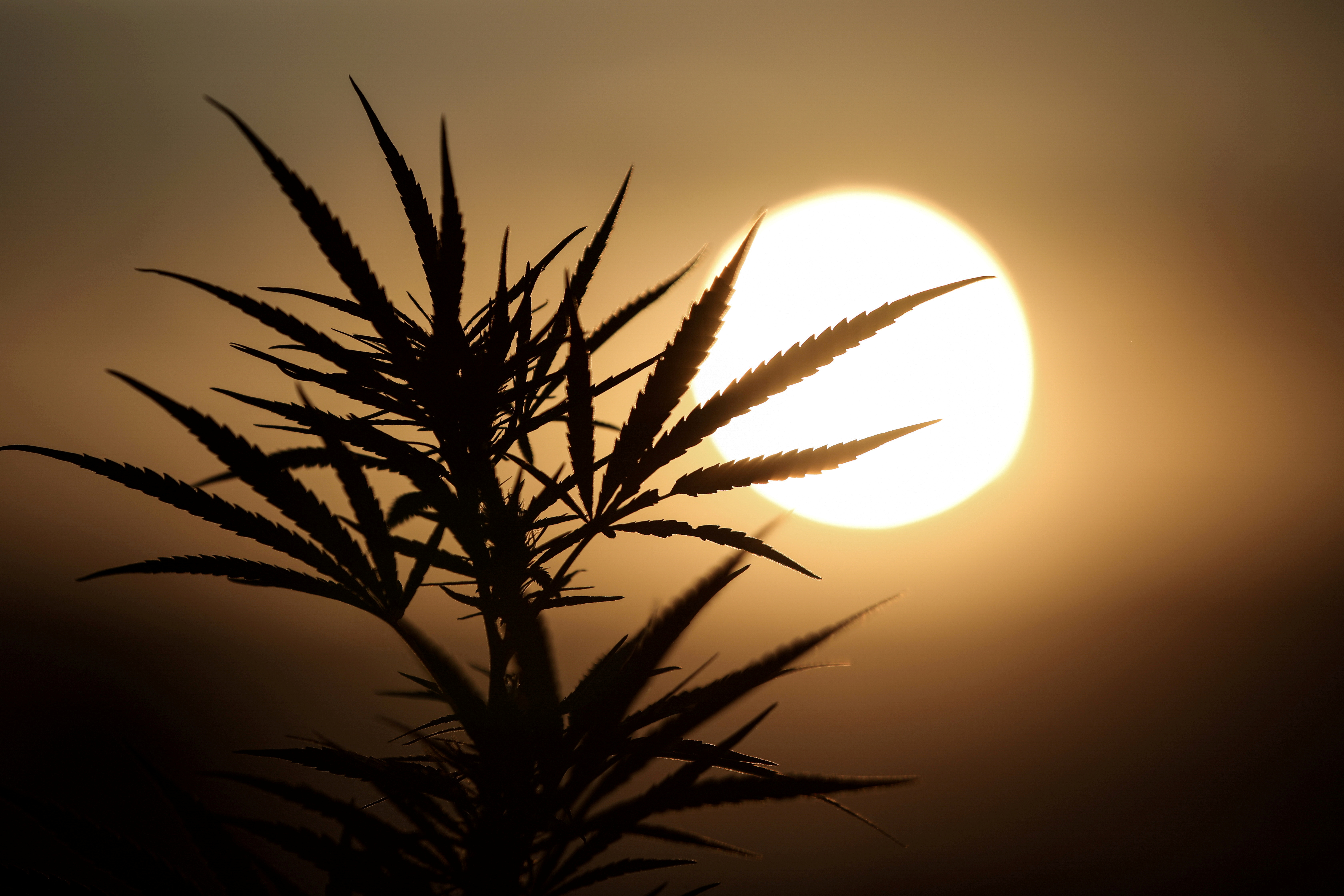 Leaves of a Carmagnola hemp strain plant are silhouetted as the sun sets at a medical cannabis plantation in Trikala