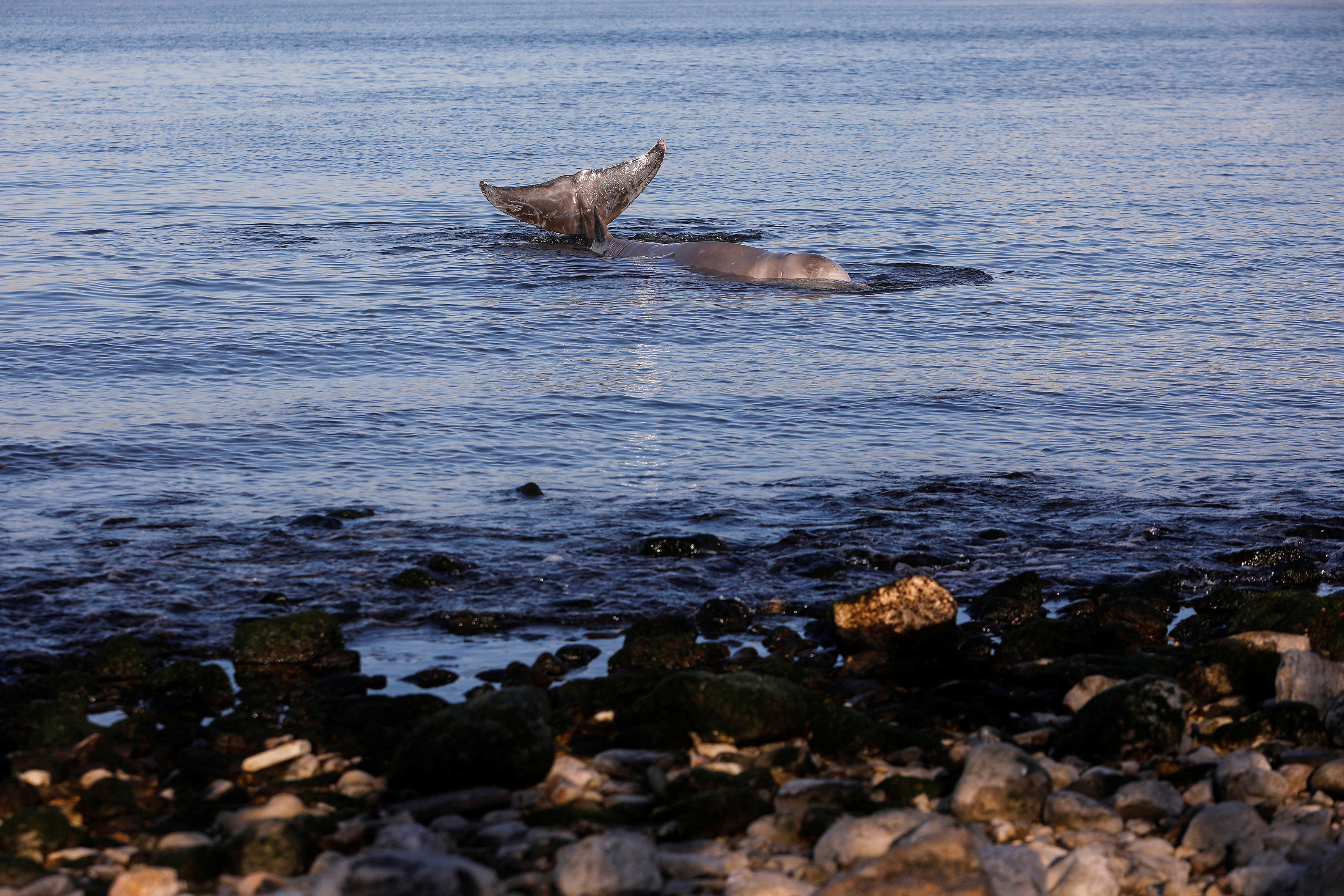 Beaked whale runs aground near beach in coastal in Athens