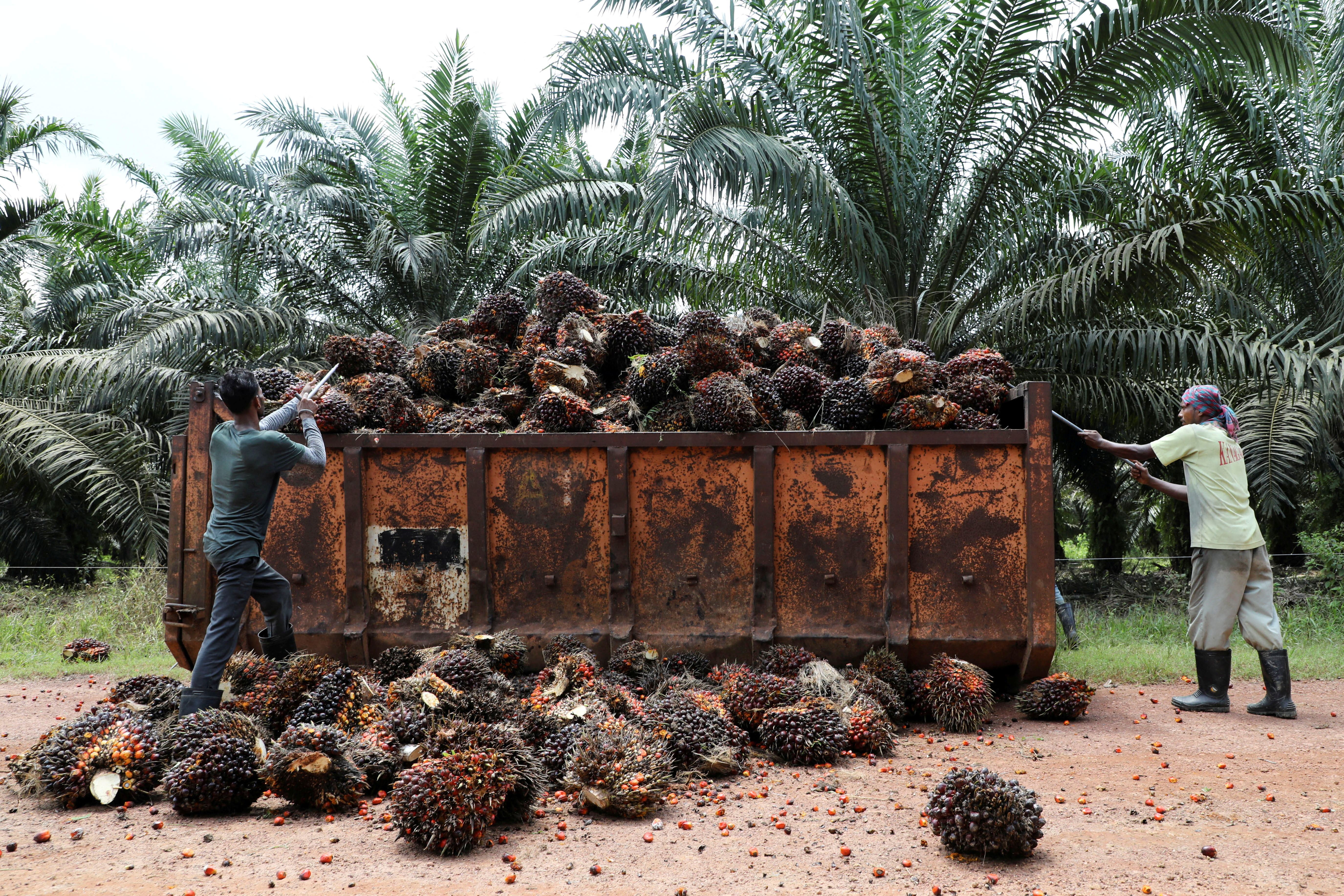 Workers load palm oil fruit bunches at a plantation in Slim River