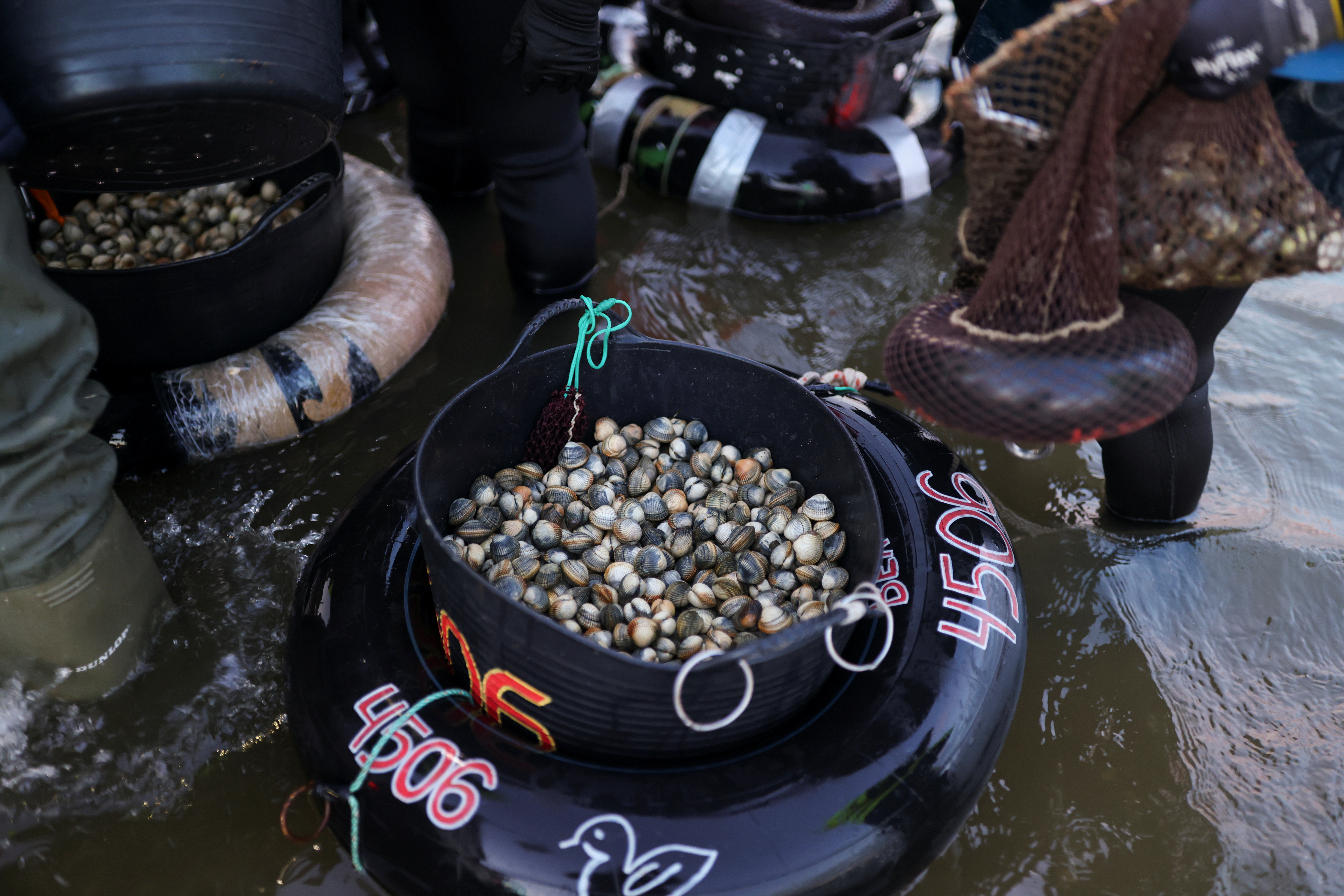 Shellfisherwomen carry cockles in buckets and clams in net sacks before weighing them in the Noia estuary, where more or less 4000 shellfisherwomen work on foot along the inlets of the Spanish region of Galicia, Spain, November 16, 2021. REUTERS/Nacho Doce