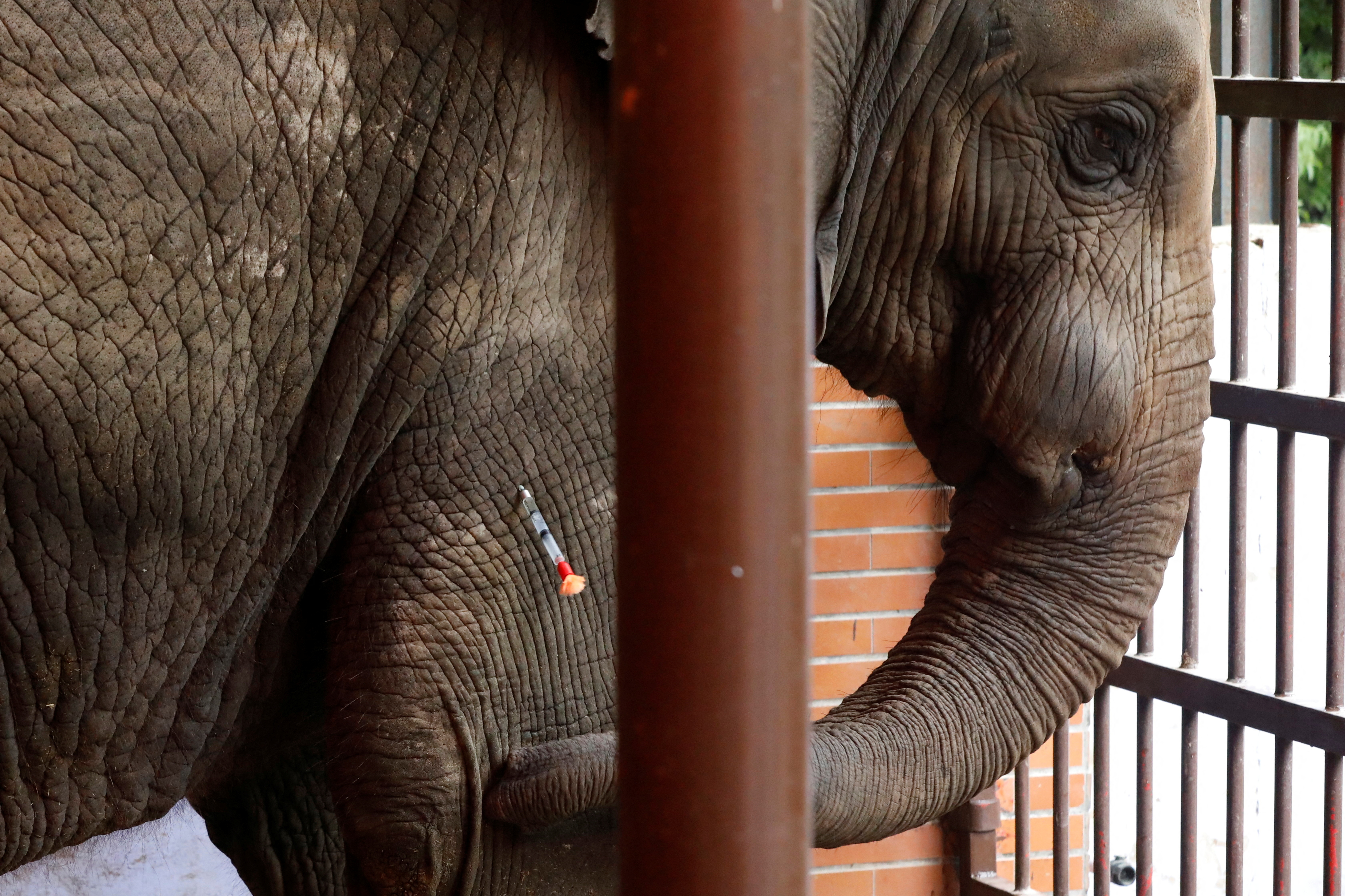 Vets and animal experts from the FOUR PAWS International, perform dental procedure of an elephant at the zoo in Karachi,