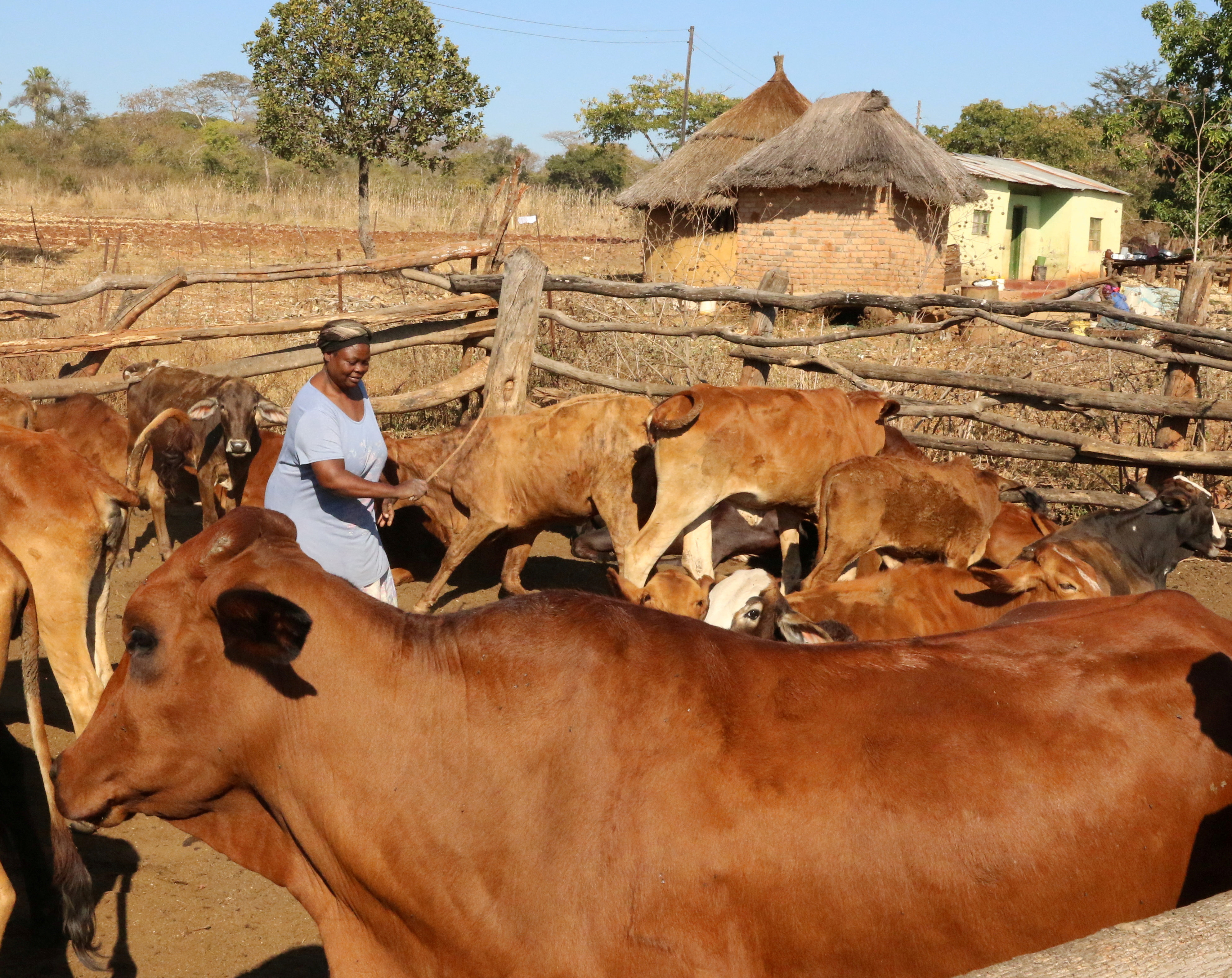 Resettled farmer Clara Mandizha stands amongst her cattle near Chinhoyi