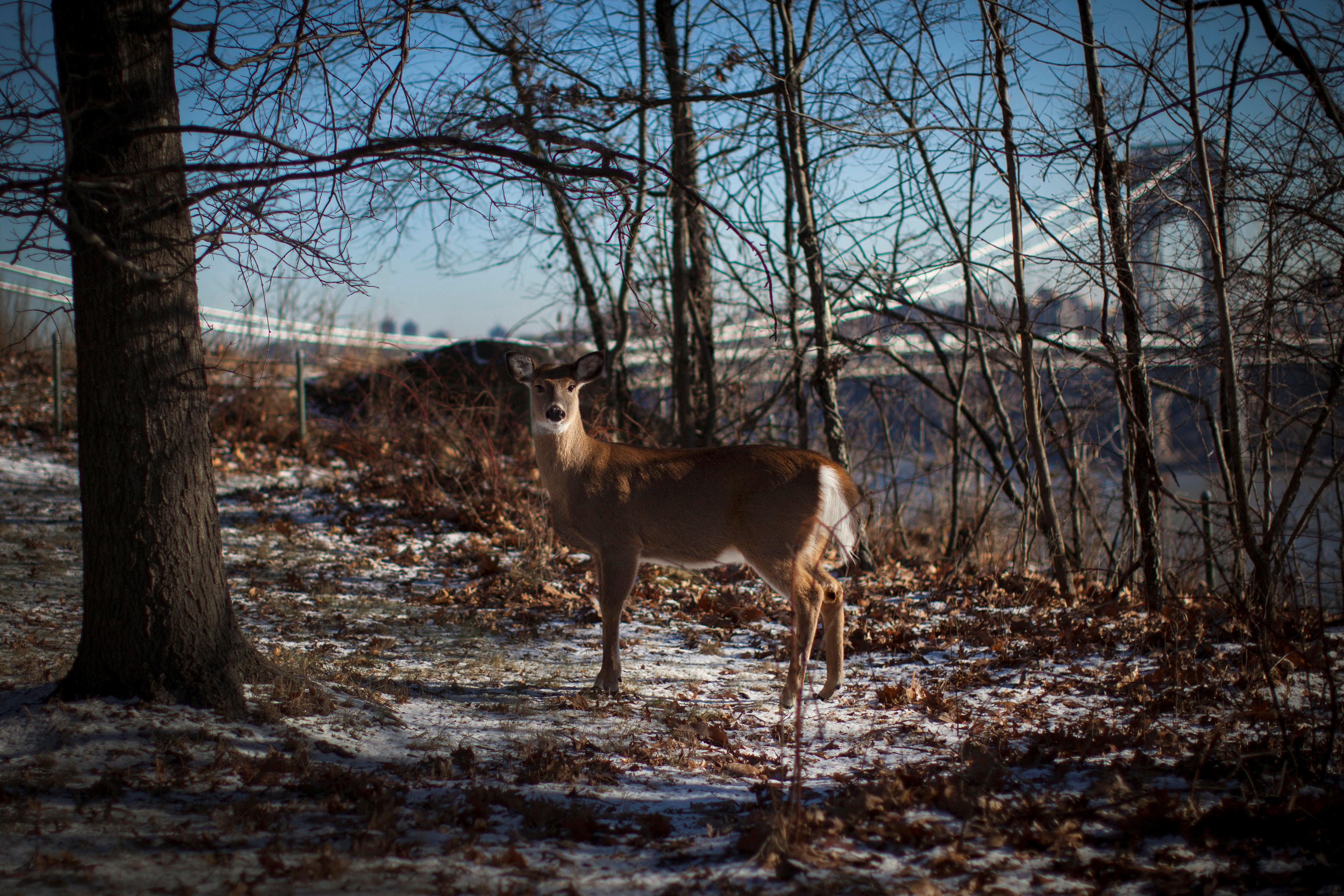 A white-tailed deer stands in Fort Lee Historic Park in frigid temperatures, in front of the George Washington Bridge at Fort Lee, New Jersey