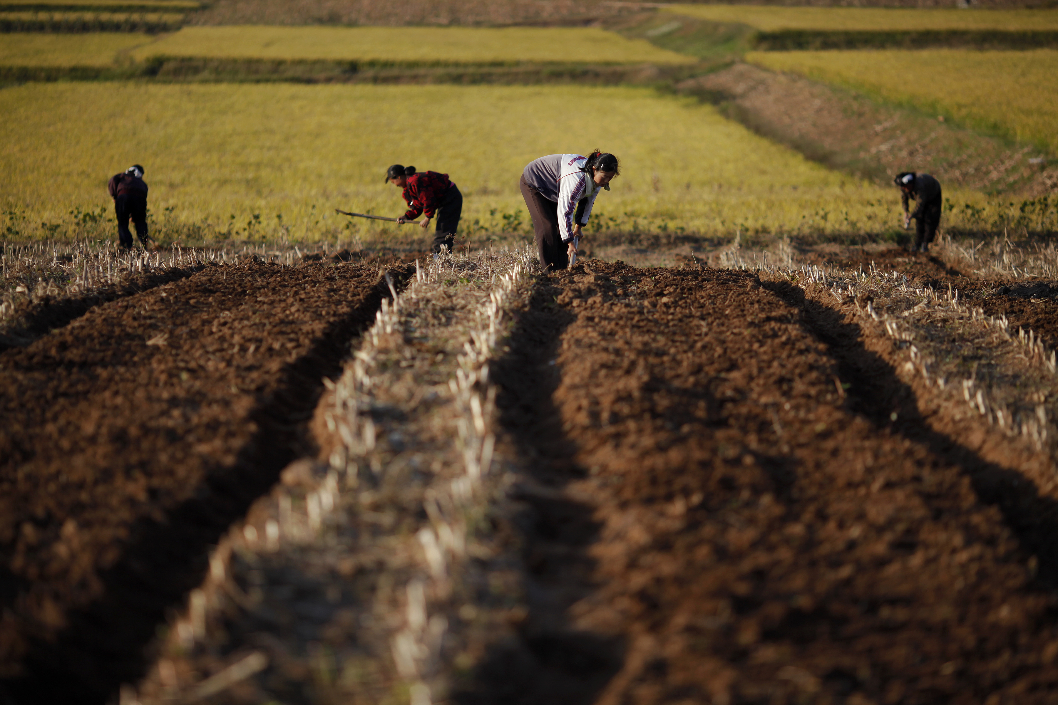 North Korean farmers work in a field of a collective farm in the South Hwanghae province