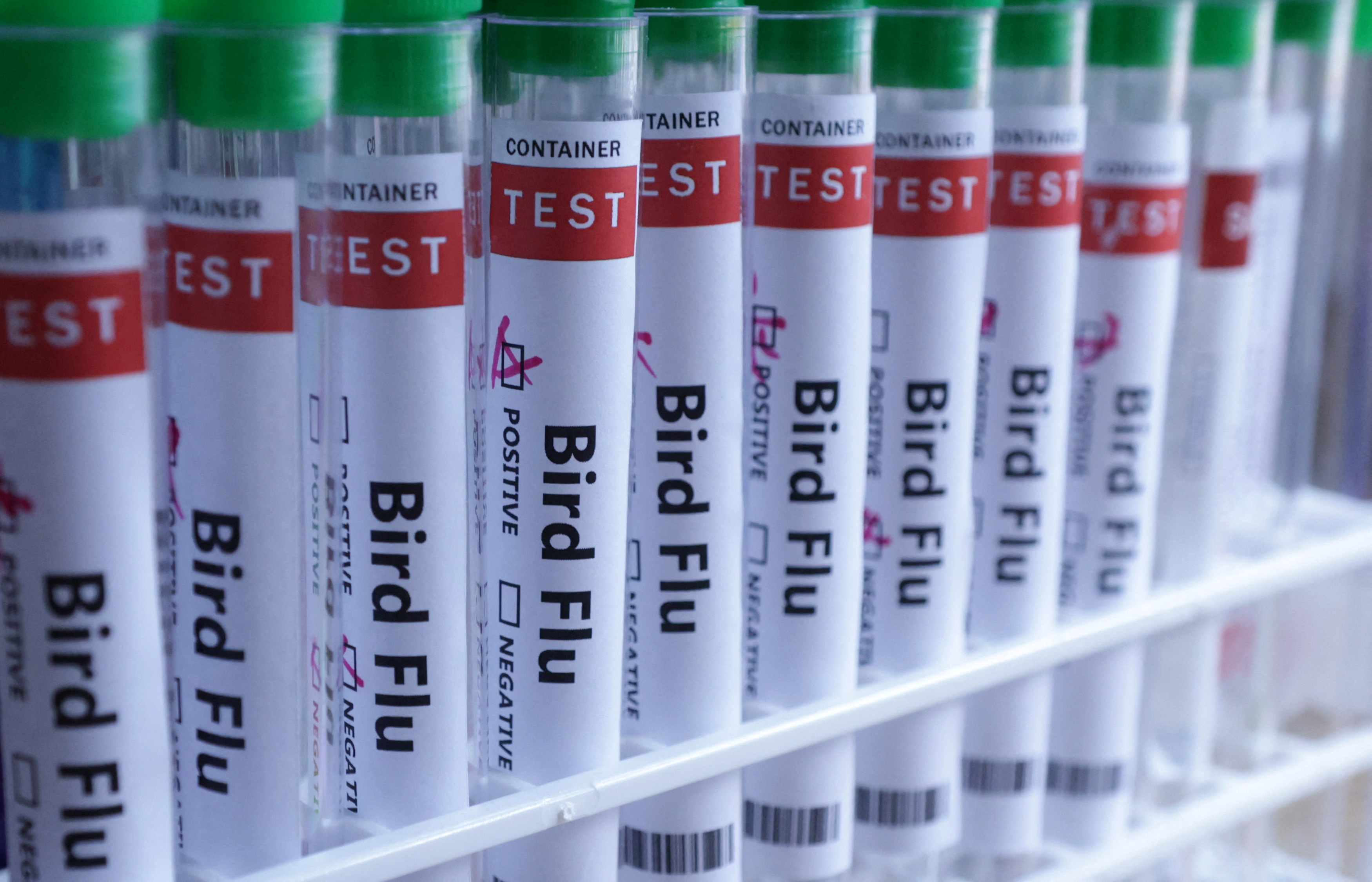 Illustration shows test tubes labelled "Bird Flu" words