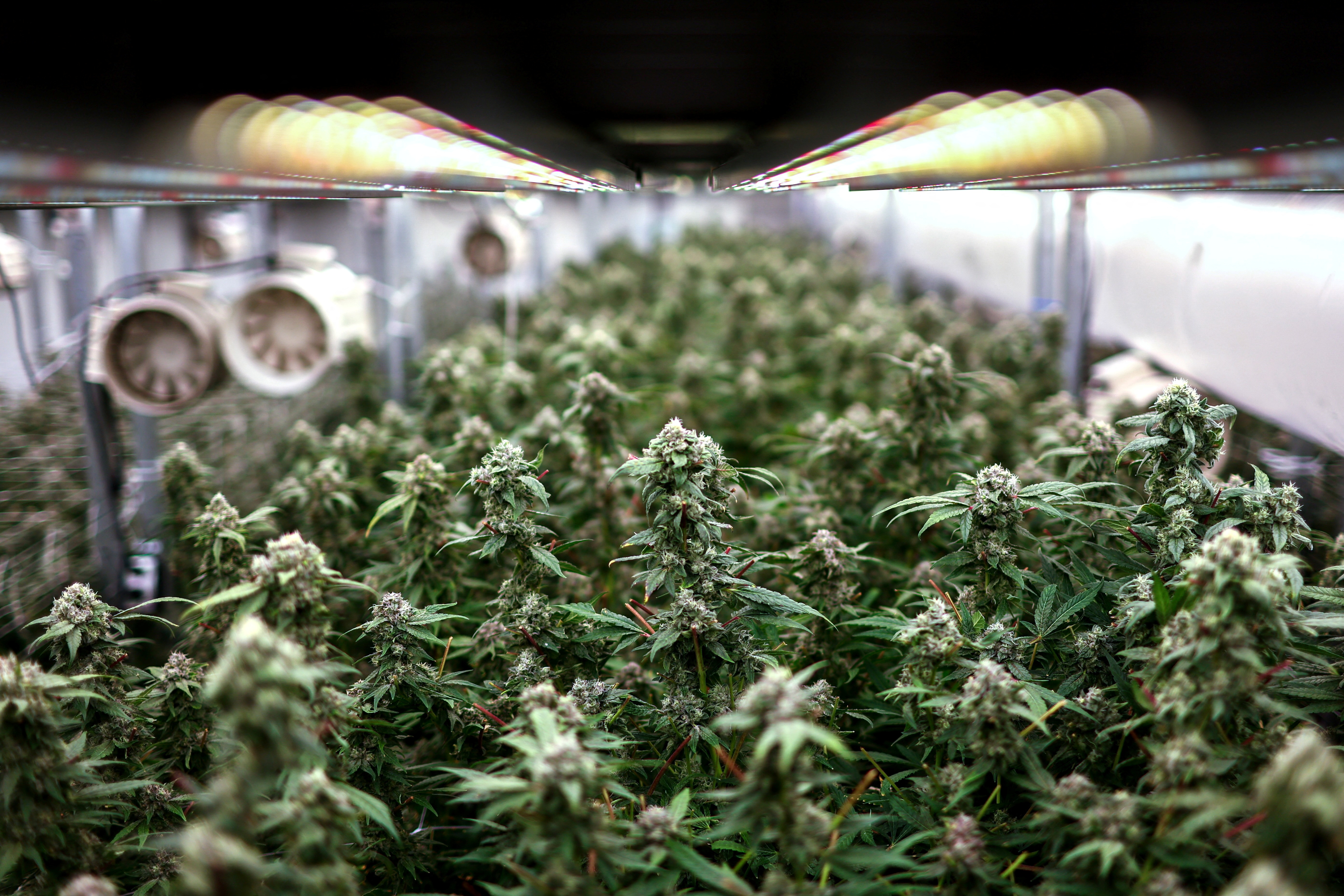 Cannabis buds are seen inside an indoor farm at the Amber Farm, in Bangkok