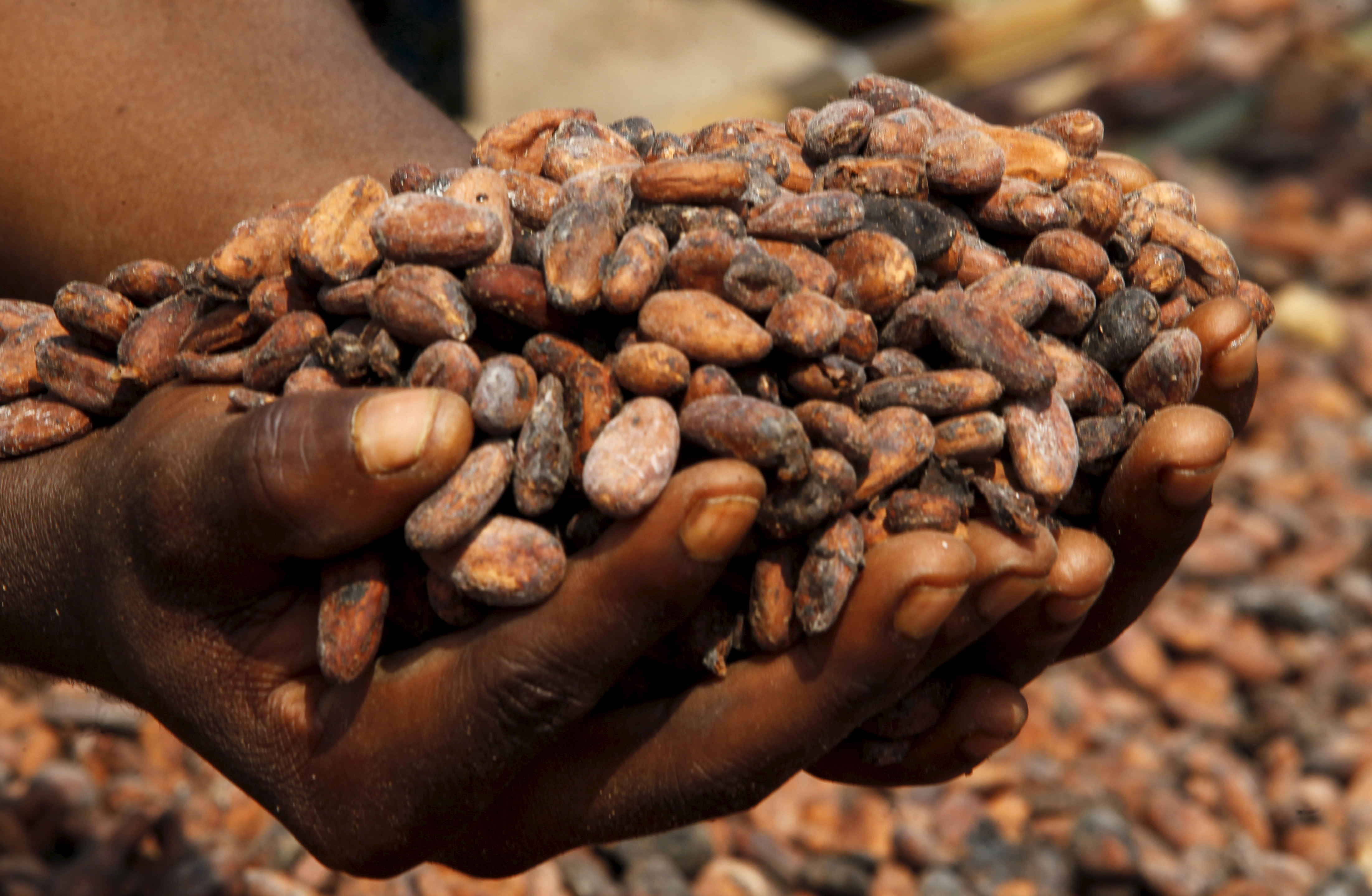 A worker holds cocoa beans at a village in N'Douci, Ivory Coast
