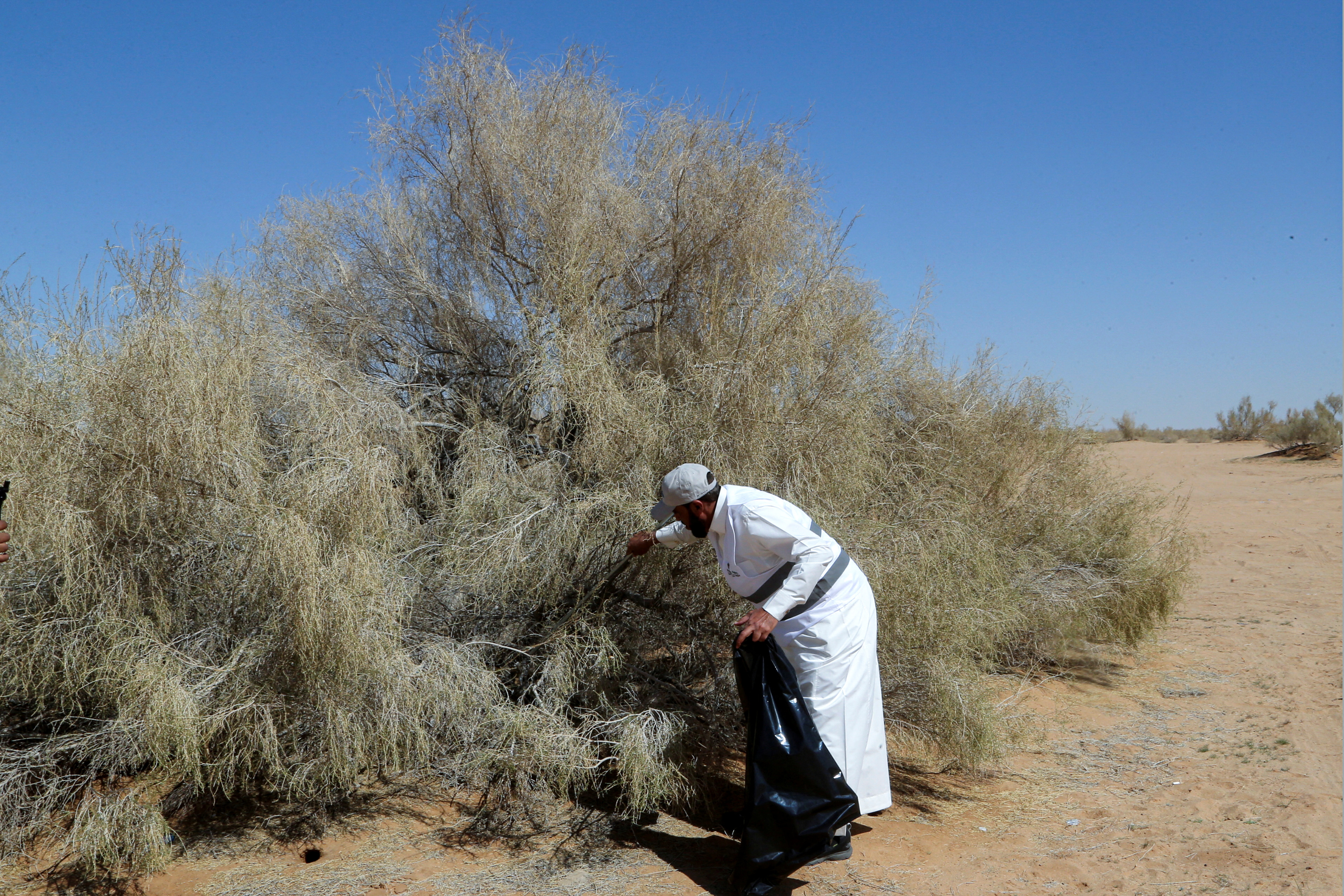 A member of Al-Ghadha Parks collects garbage from the largest saxaul botanical garden, in Unayzah