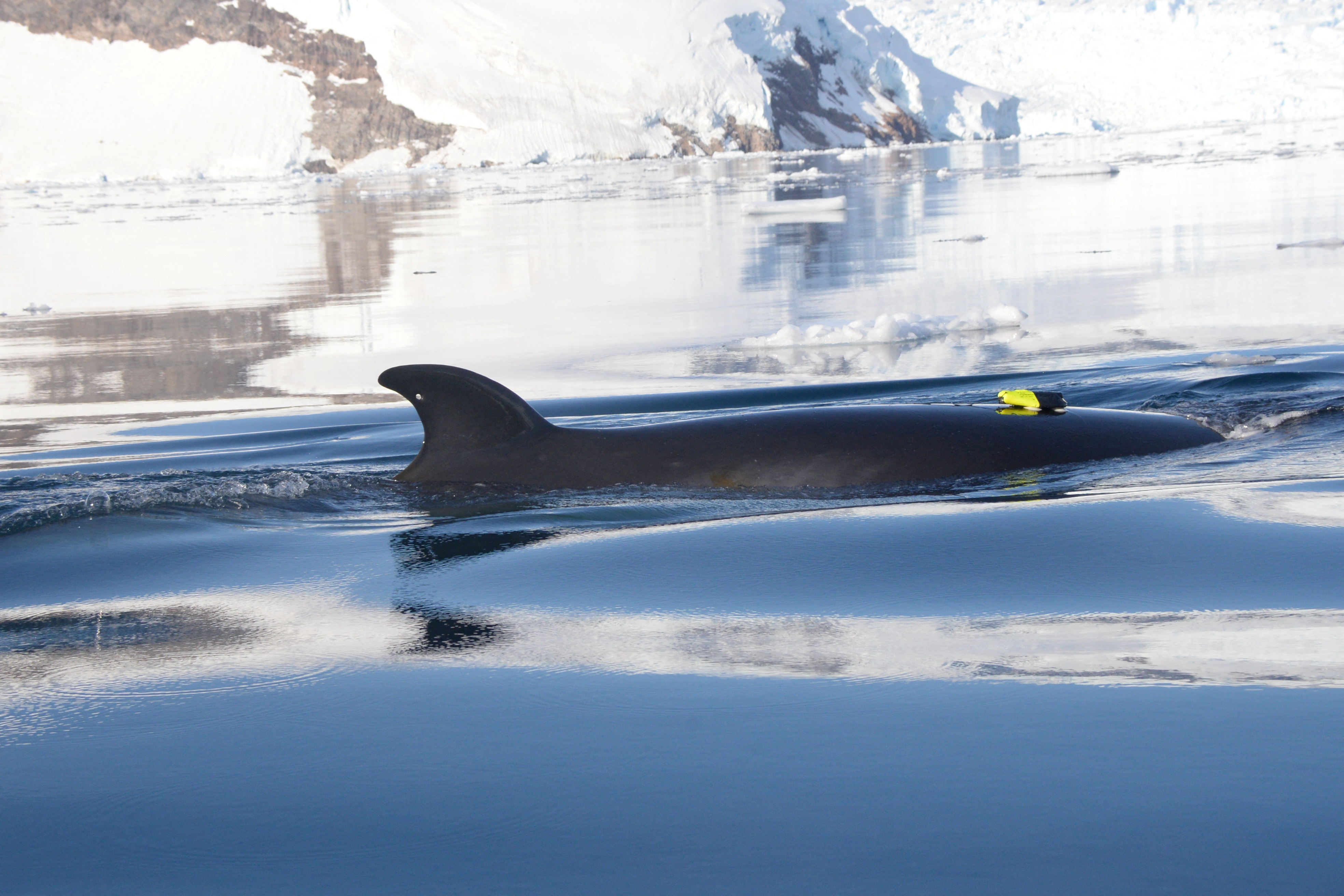 An Antarctic minke whale is seen in the waters off the West Antarctic Peninsula