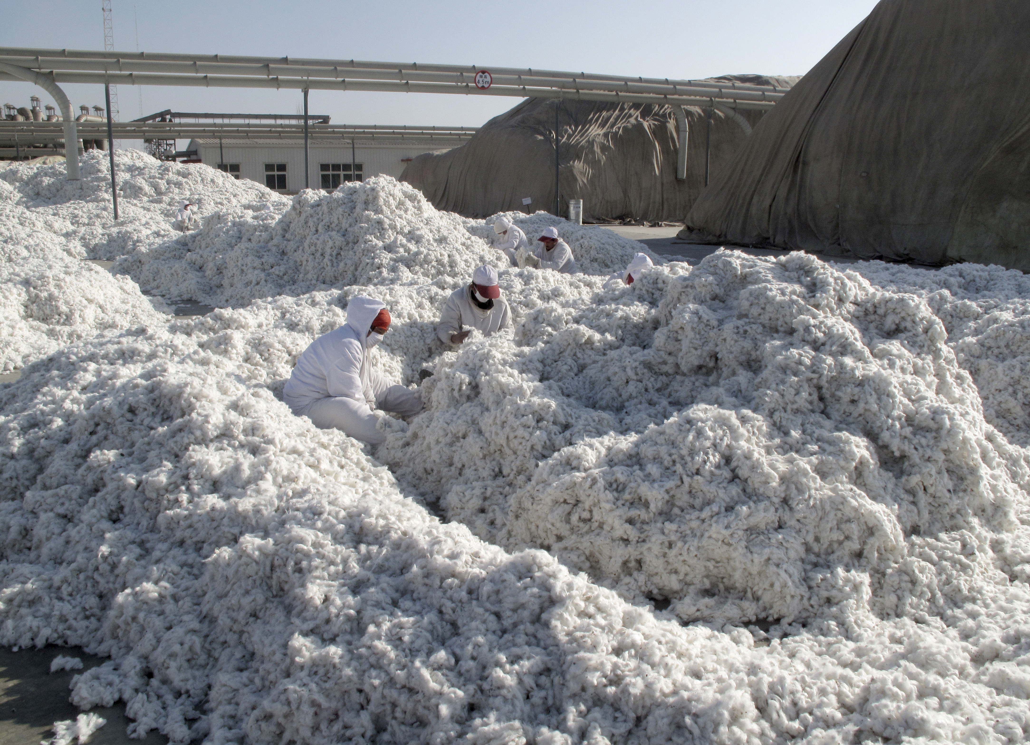 Workers look for trash in newly harvested cotton at a processing plant in Aksu