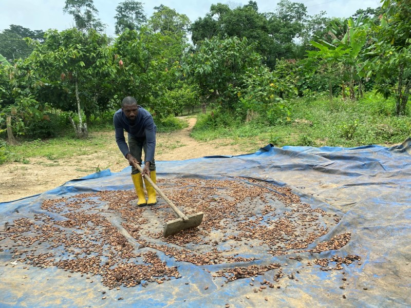 Janvier Atangana fait sécher des fèves de cacao dans la cour de sa maison du village de Nkengue, dans la région centrale du Cameroun le 1er août 2021. Photo prise le 1er août 2021. REUTERS/ Josiane Kouagheu