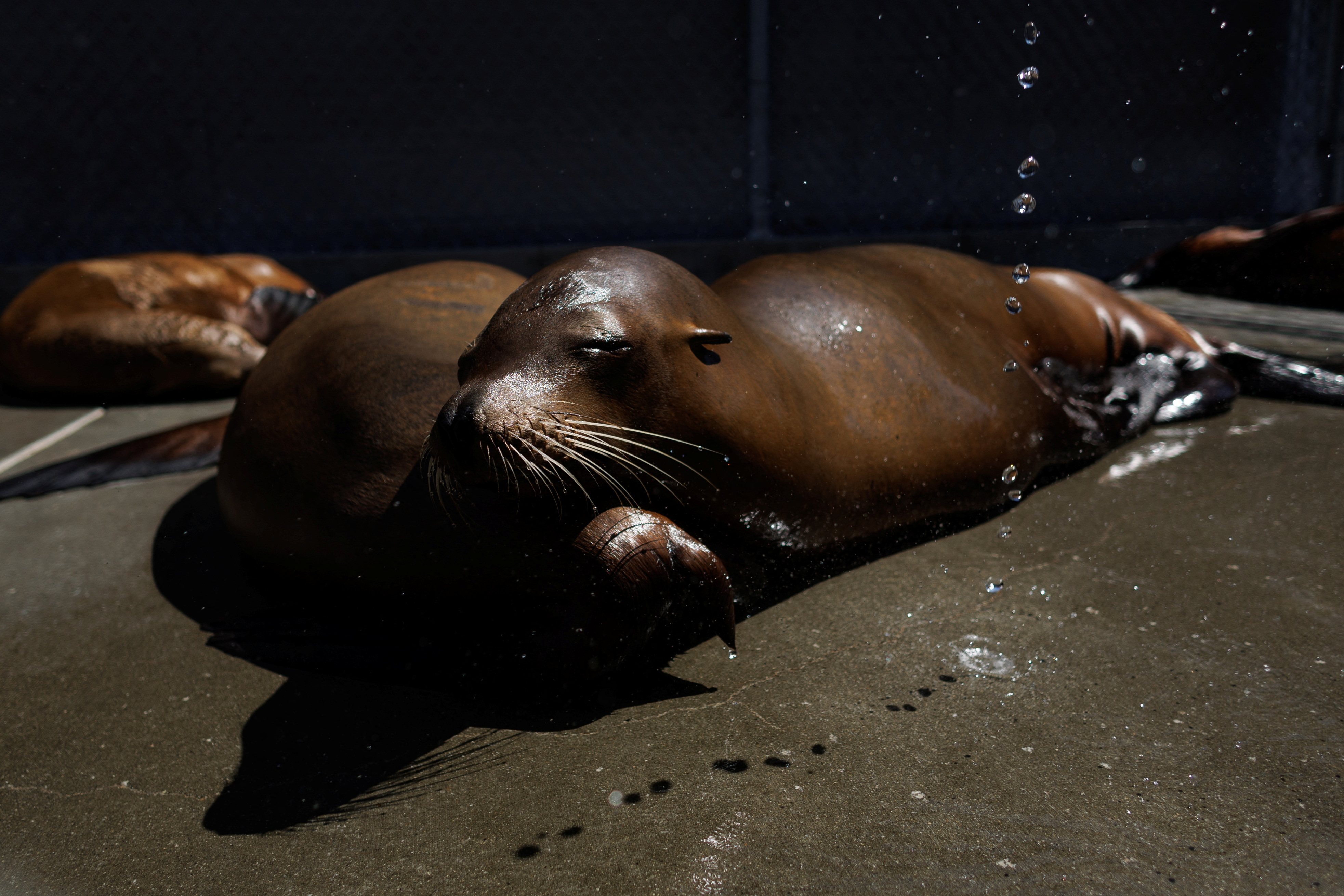 Hundreds of sick sea lions filling California beaches this holiday weekend