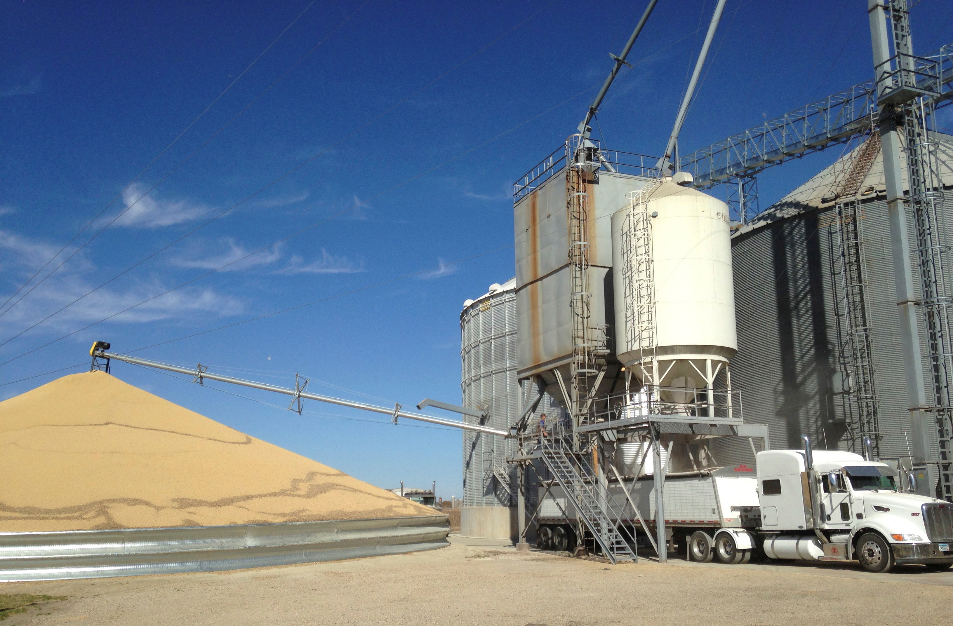 A truck is loaded with corn next to a pile of soybeans at Matawan Grain & Feed elevator near New Richland Minnesota