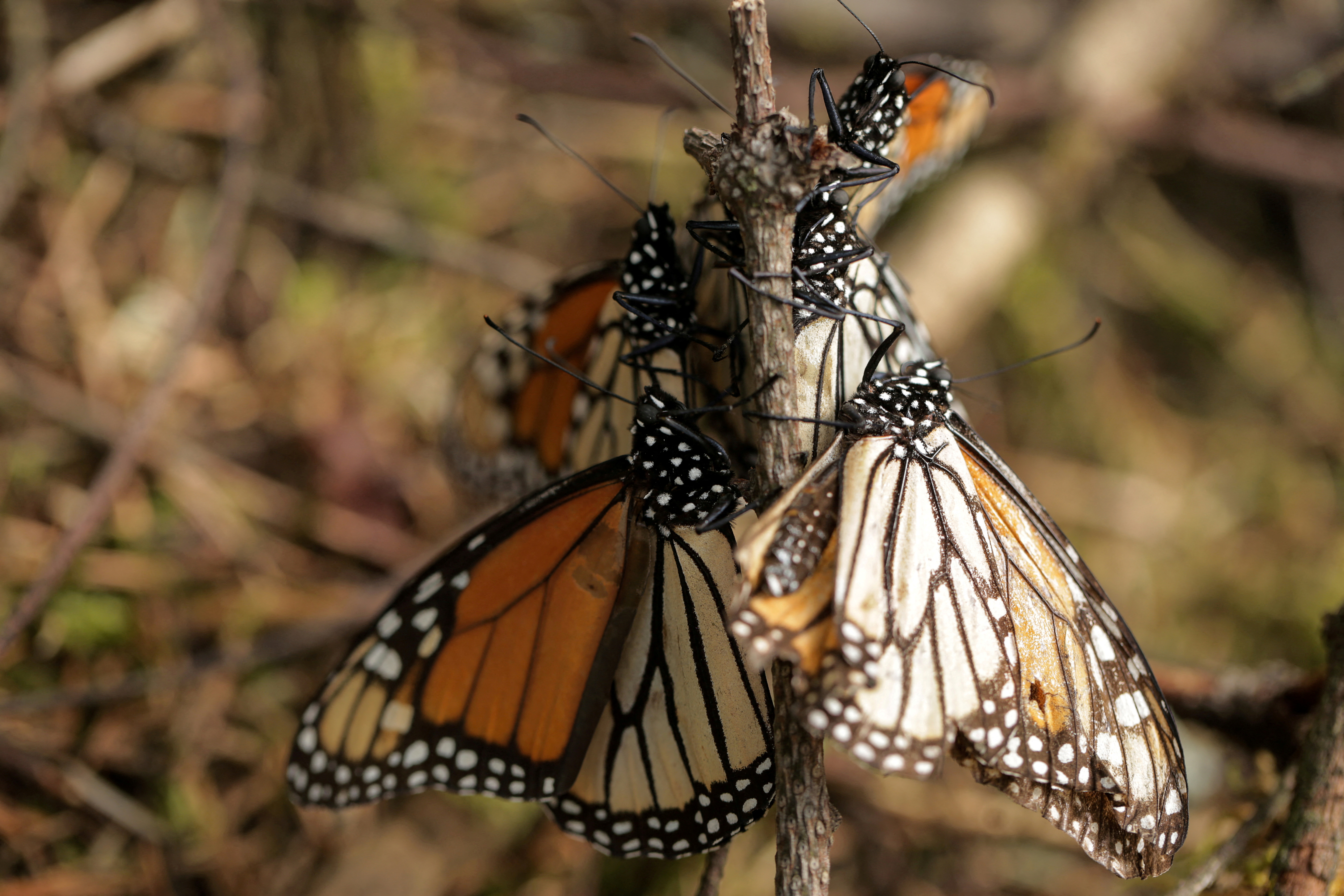 Monarch butterflies are seen at El Rosario sanctuary for monarch butterflies in the western state of Michoacan, near Ocampo