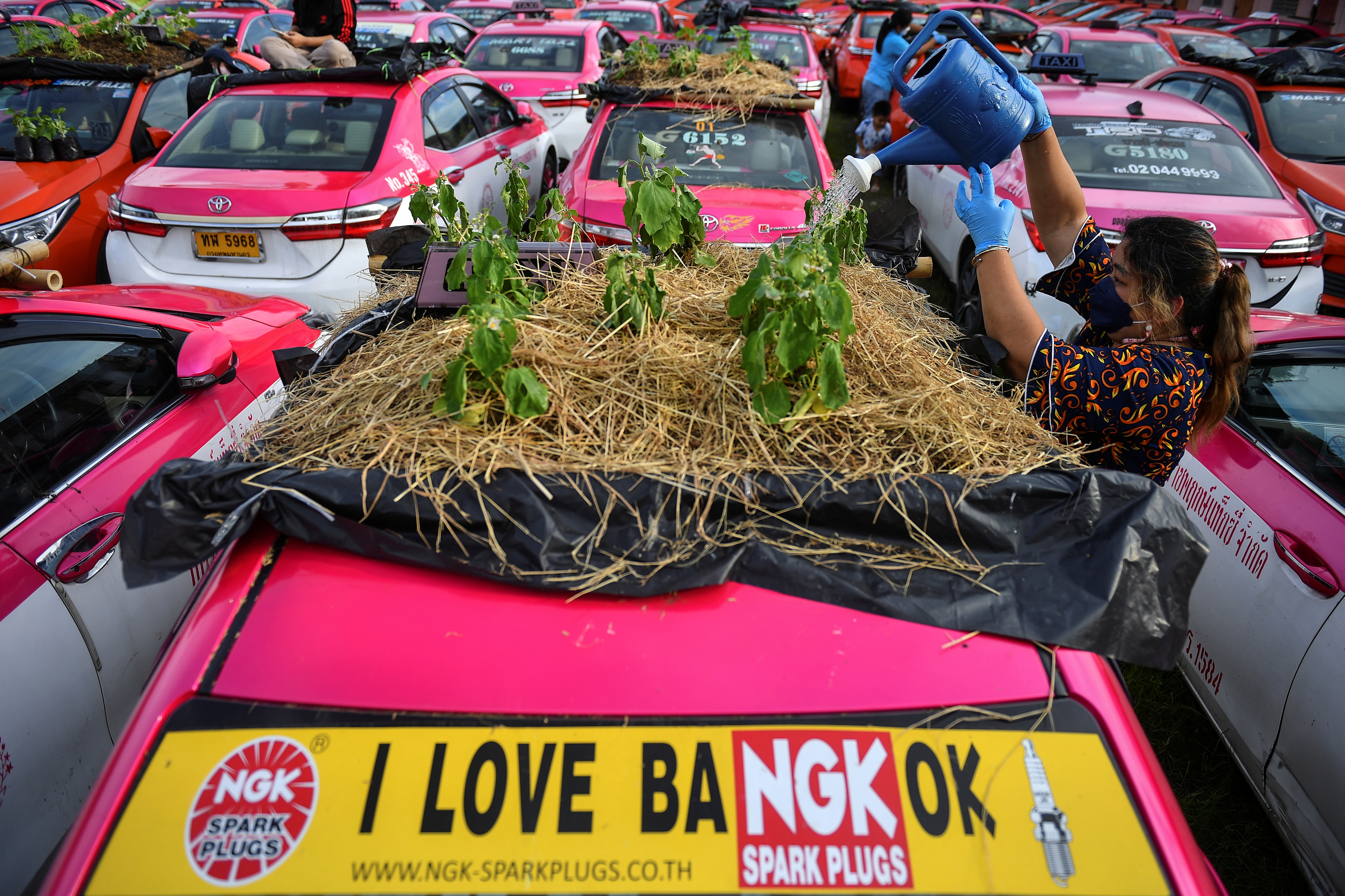 Taxi garages are converting unused taxi roofs into miniature gardens due to the COVID-19 crisis in Bangkok