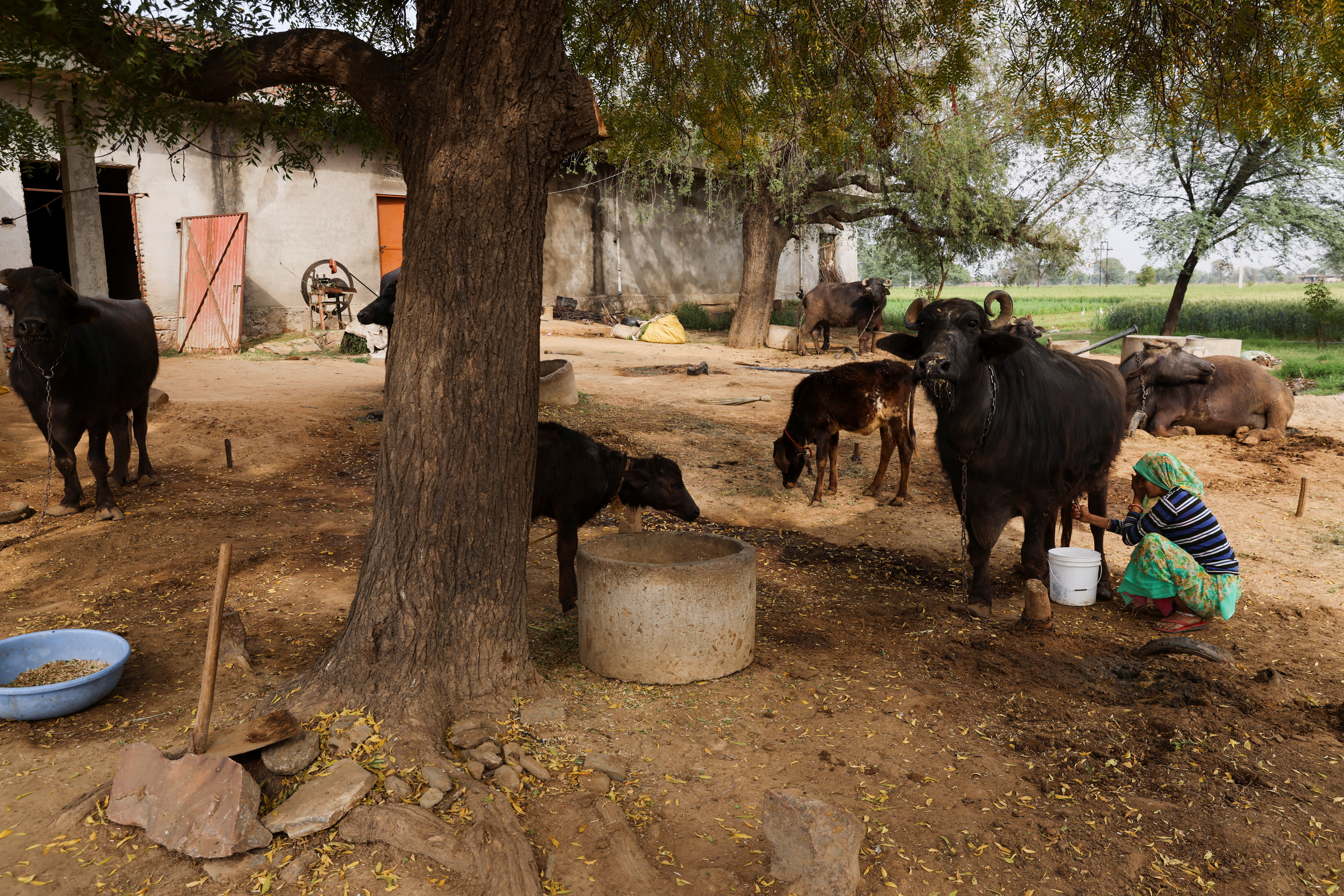India's dairy sector takes bold steps toward sustainability | Dairy  Business Middle East \u0026 Africa - No.1 Dairy Industry Website \u0026 Magazine, image size:5500x3668