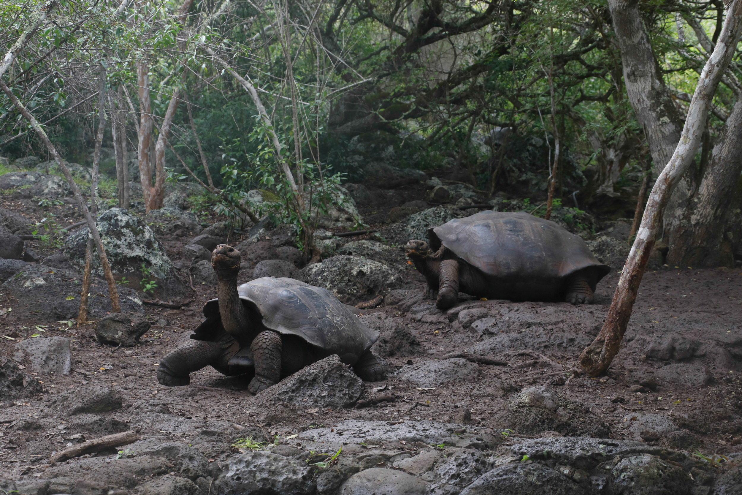 Investigators reportedly discover new tortoise species, on the island of San Cristobal