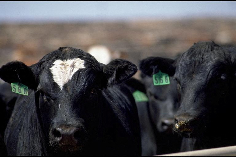 Exclusive Thousands of U.S. cattle buried, dumped at Kansas landfill