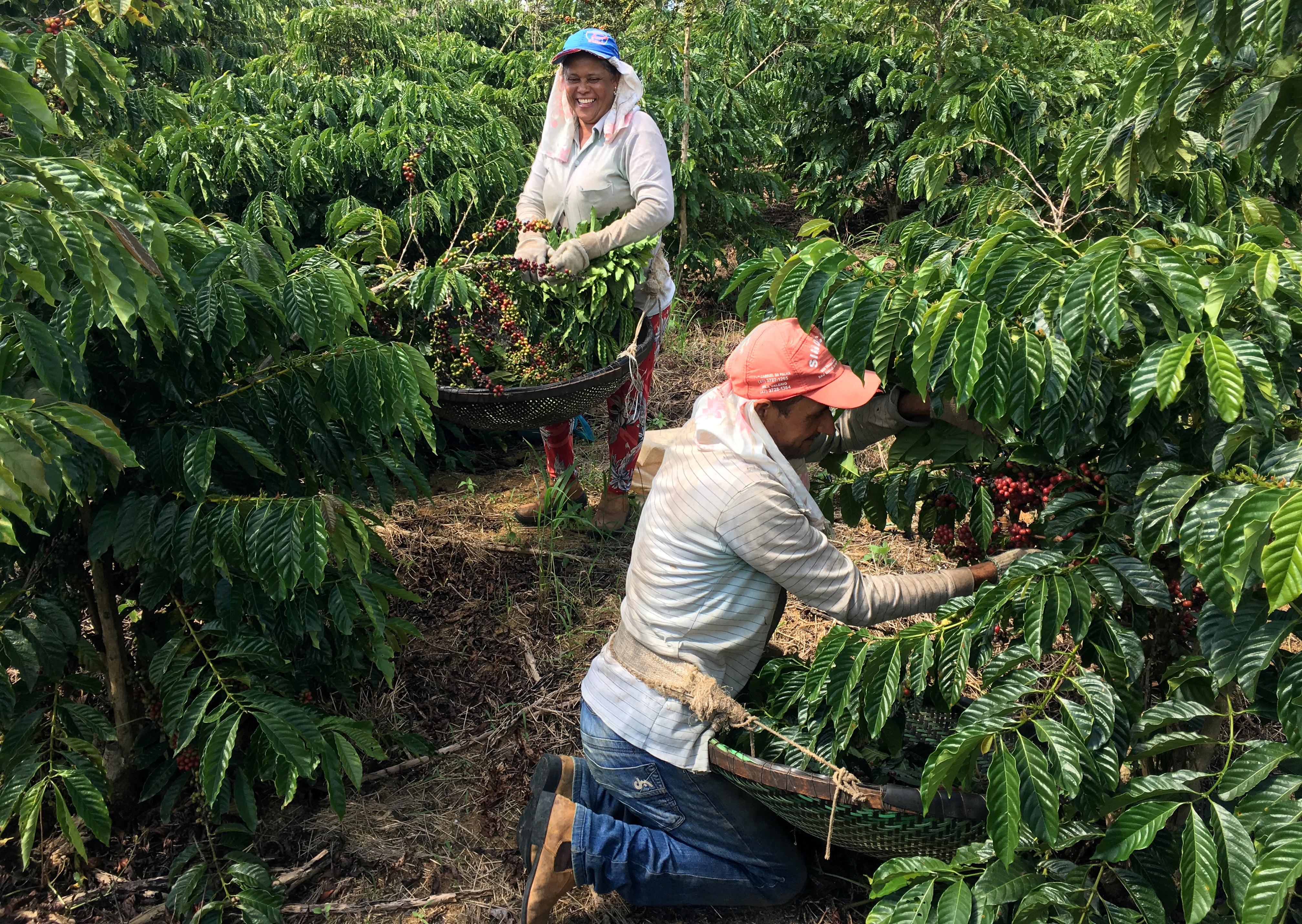 Insight: If your coffee's going downhill, blame climate change